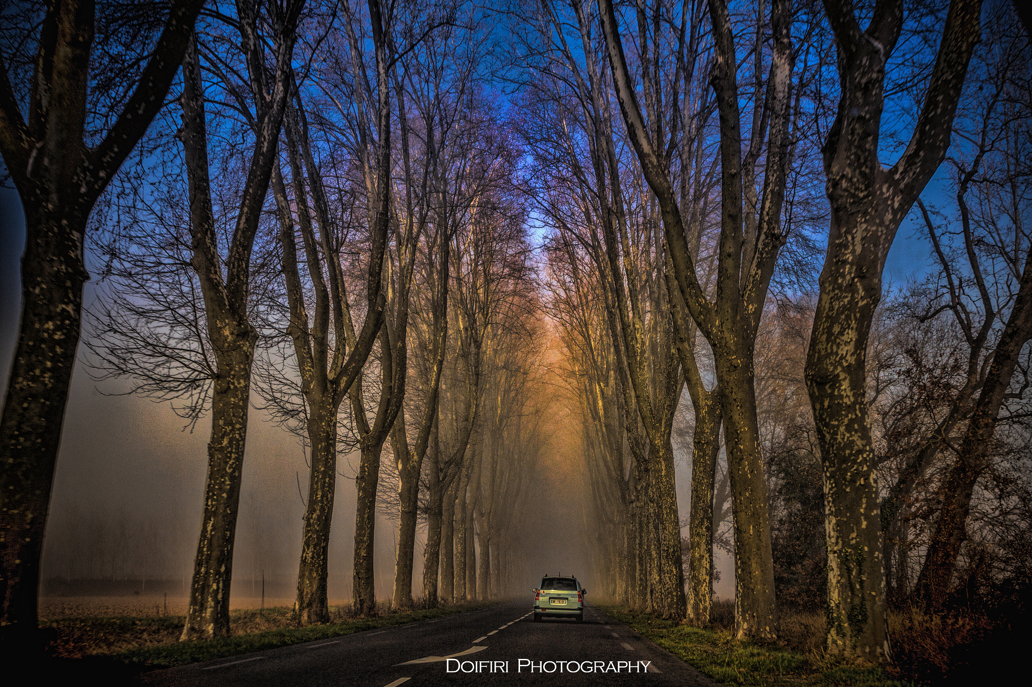 Sigma 24-70mm F2.8 EX DG Macro sample photo. Platane...lot et garonne france photography