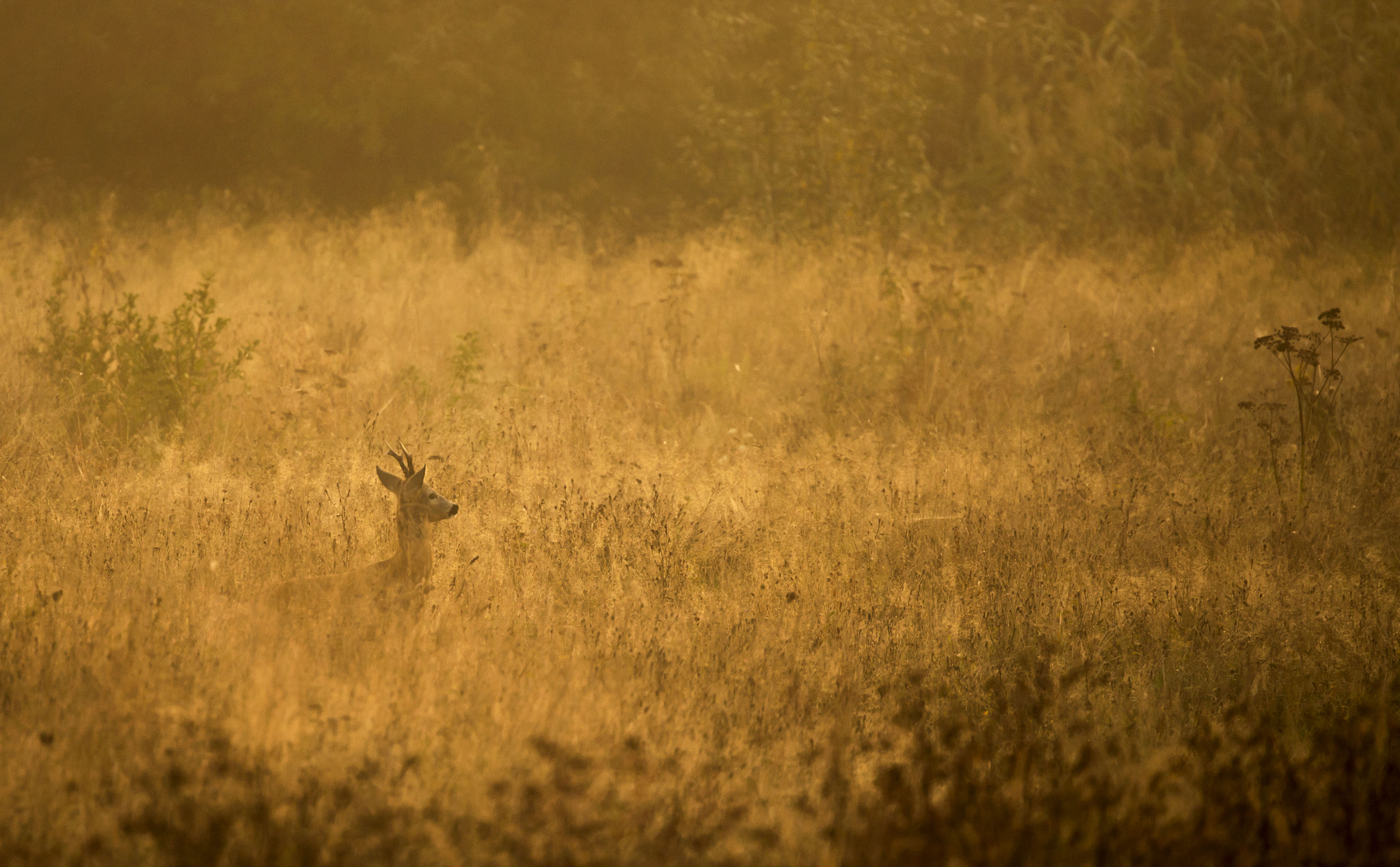 Nikon D600 sample photo. September morning. photography