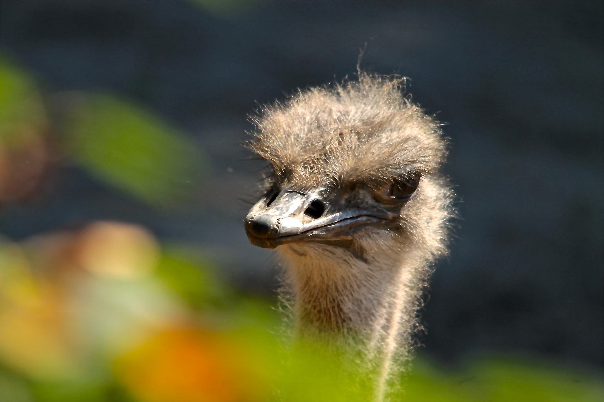 Sigma 150-500mm F5-6.3 DG OS HSM sample photo. Peek-a-boo photography