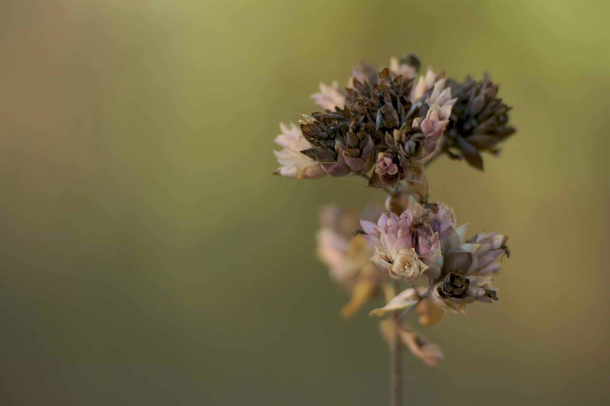 Sony a6000 + Tamron SP AF 90mm F2.8 Di Macro sample photo. Escondrigo photography