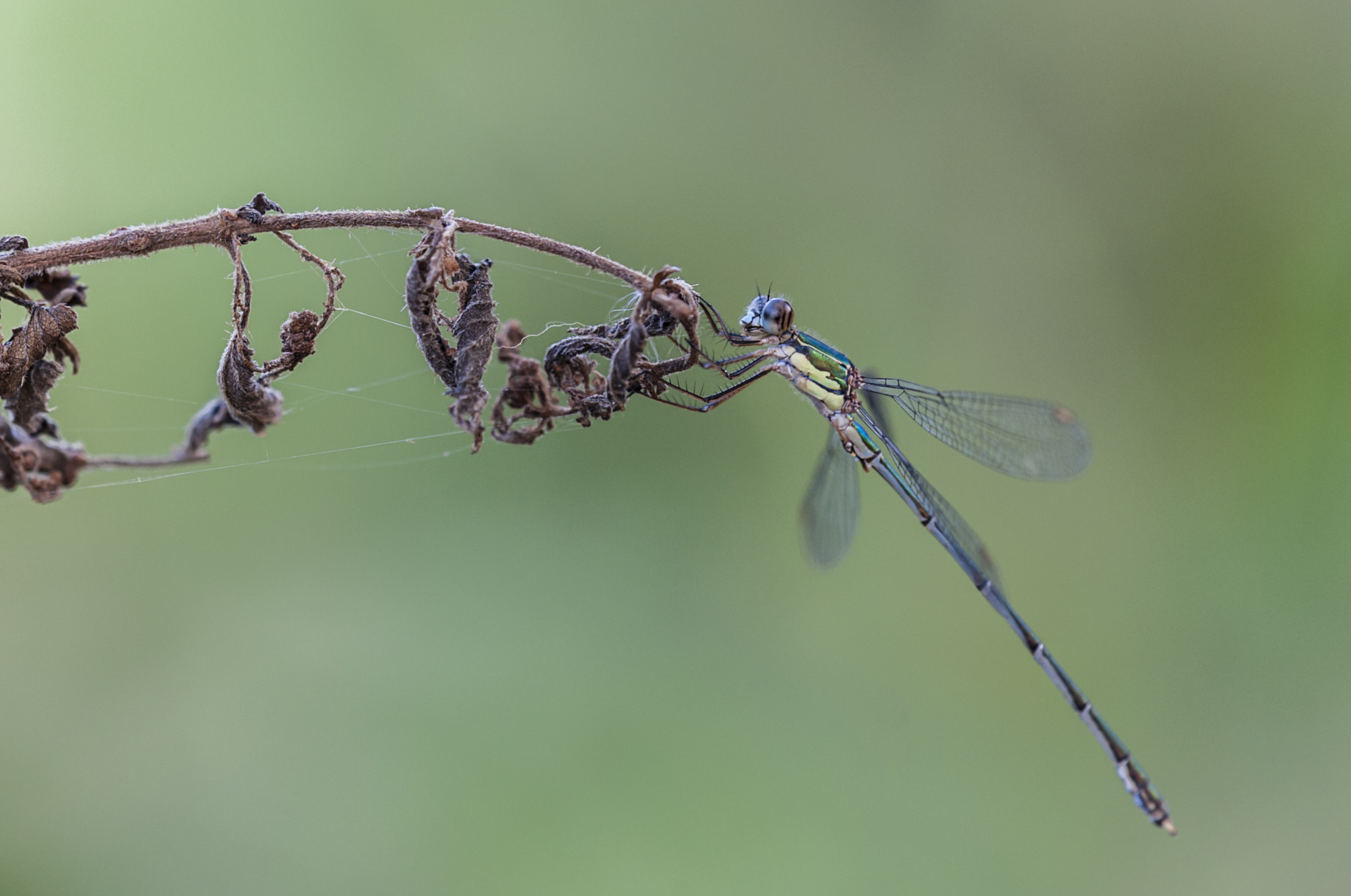 Sigma APO Macro 180mm F3.5 EX DG HSM sample photo. Diablillo photography