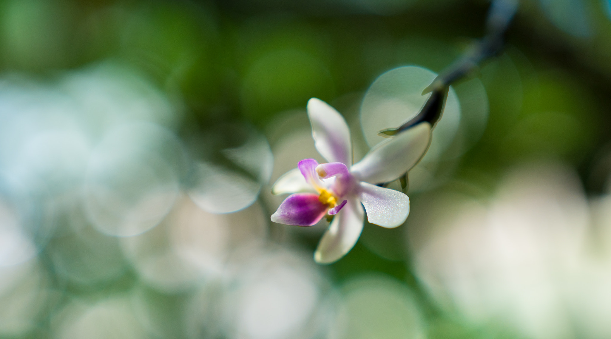 Sony a6300 + 18-35mm F1.8 DC HSM | Art 013 sample photo. White orchid photography