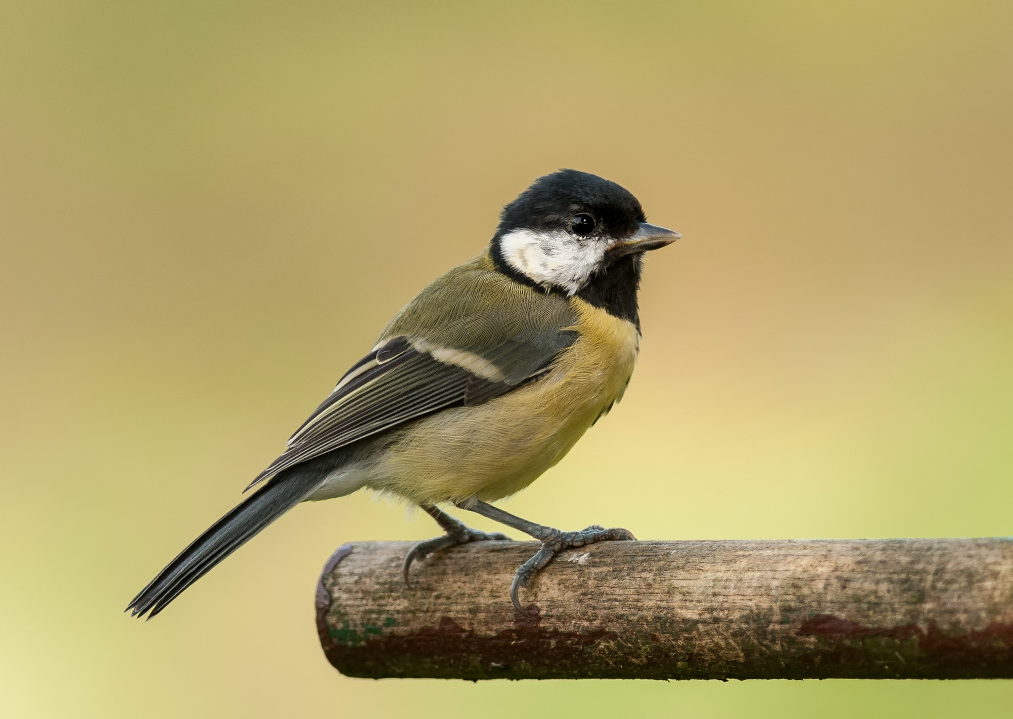 Nikon AF-S Nikkor 300mm F4D ED-IF sample photo. Great tit (parus major) photography