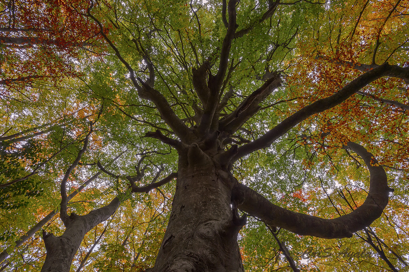 Nikon AF-S Nikkor 17-35mm F2.8D ED-IF sample photo. Who wants to reach the stars? photography