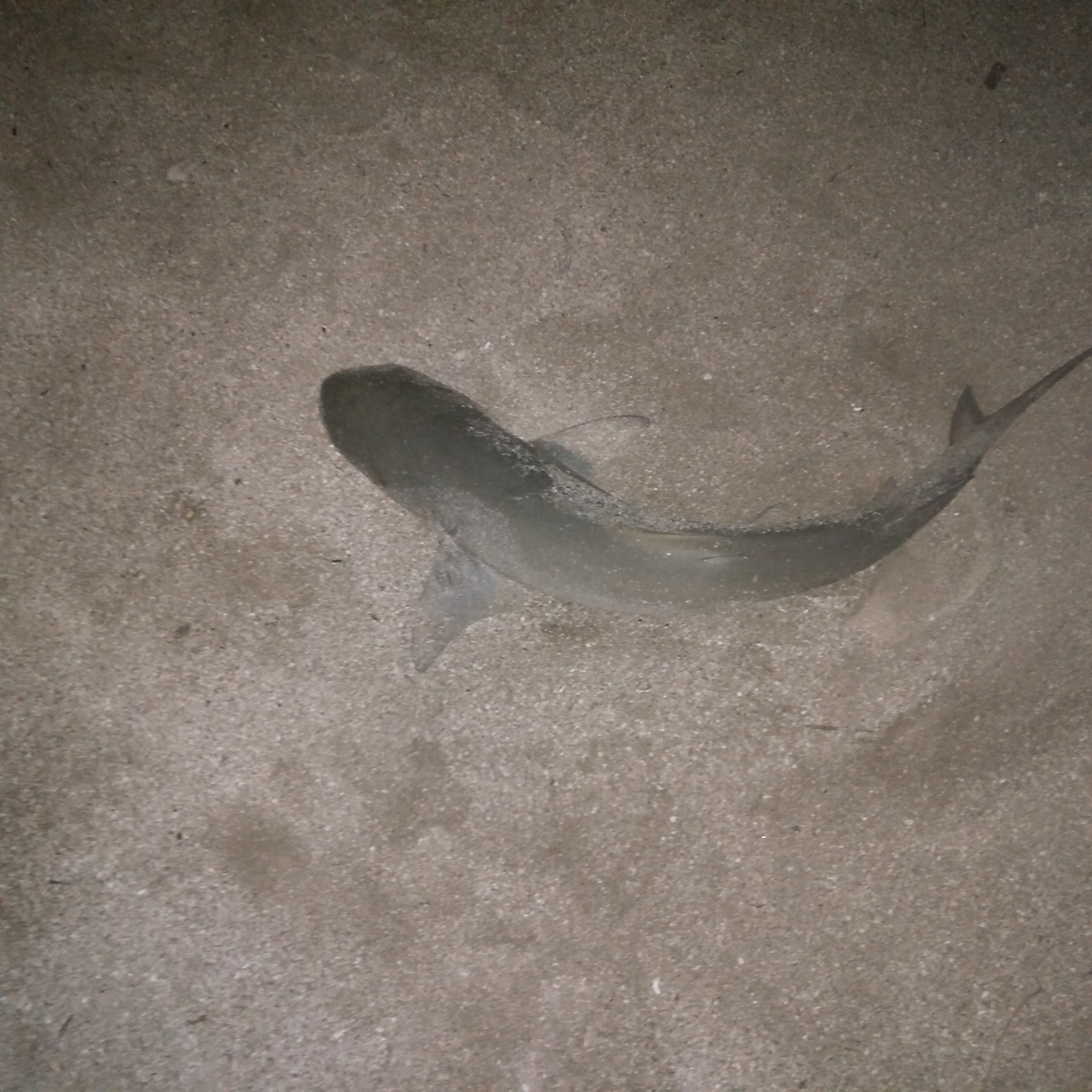 OnePlus ONE E1001 sample photo. Baby shark photography