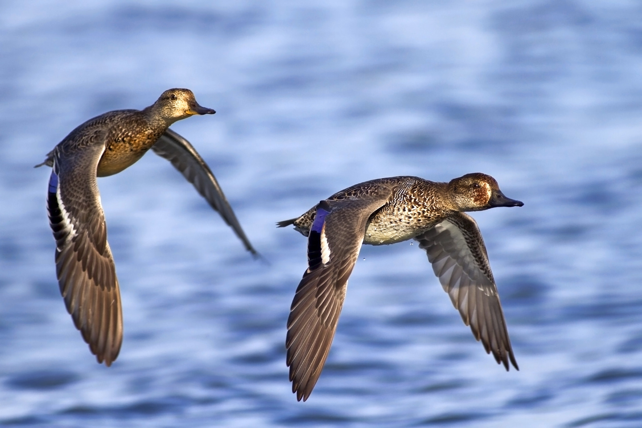 Canon EOS 7D + Canon EF 300mm f/2.8L + 1.4x sample photo. Tails photography