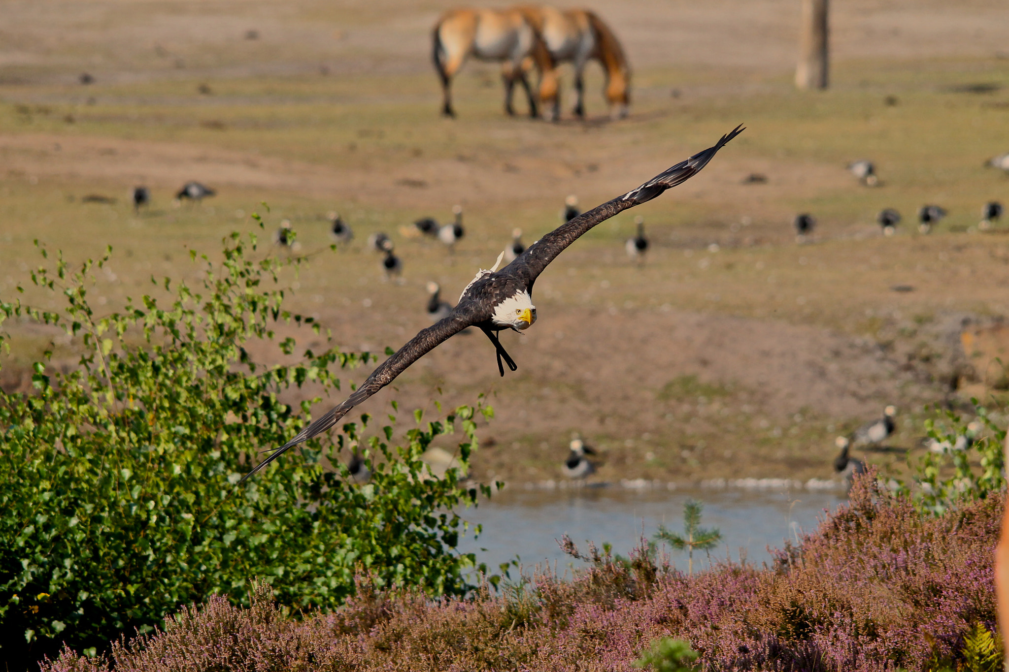 Sigma 150-500mm F5-6.3 DG OS HSM sample photo. Flying eagle photography
