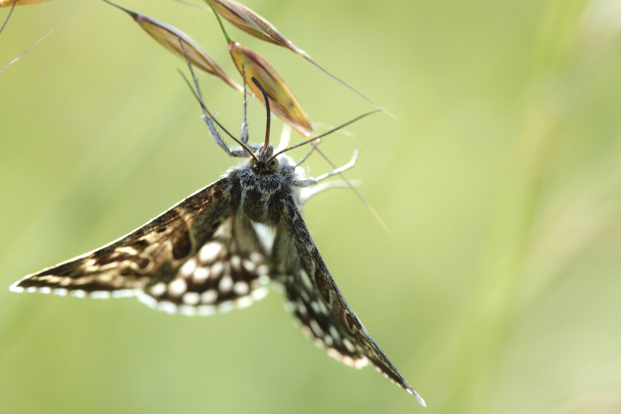 Canon EOS 50D sample photo. Unknown ! if you known this butterfly... tell me.. photography