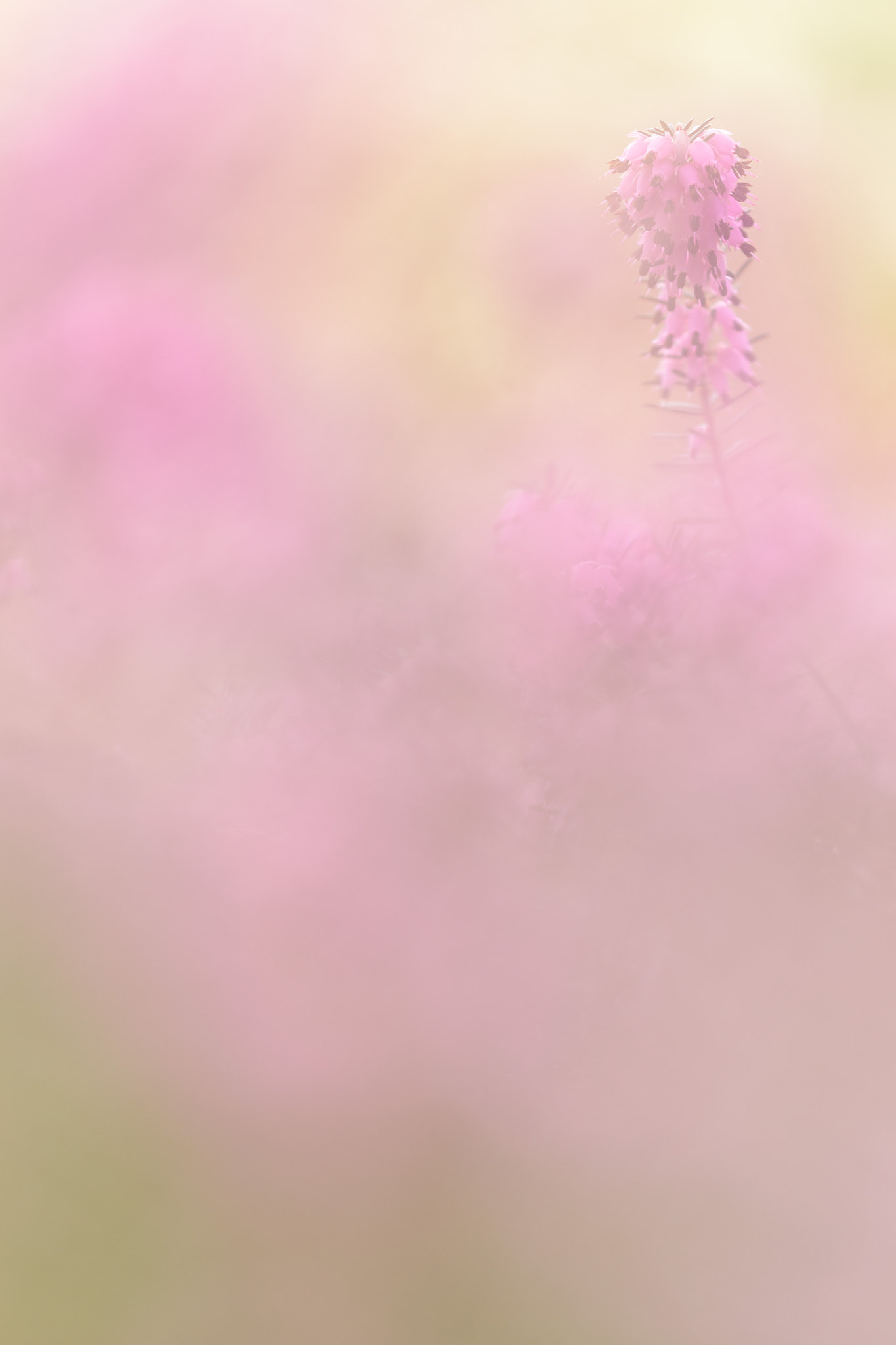 Sigma 150mm F2.8 EX DG Macro HSM sample photo. Pastel photography