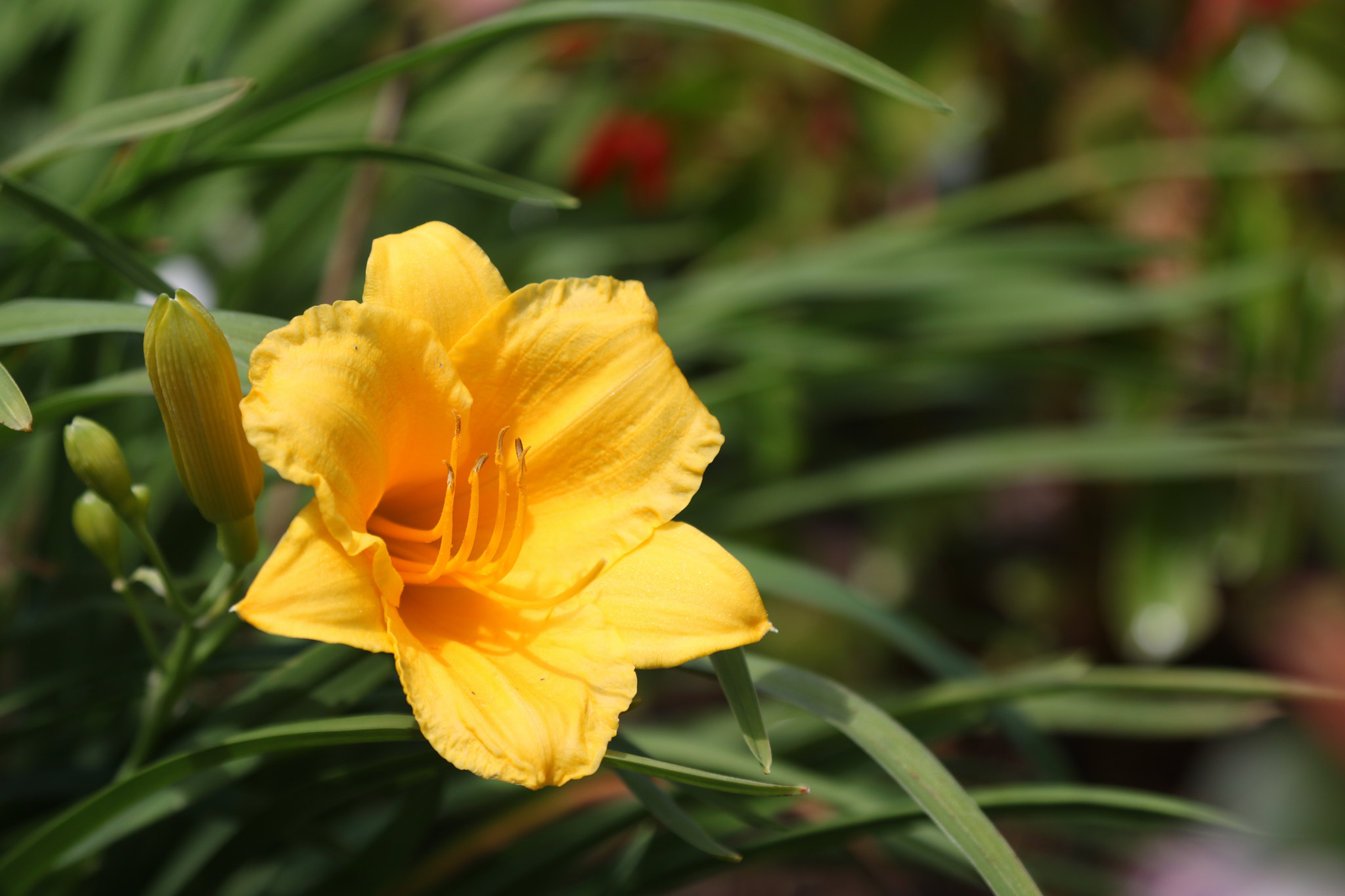 Canon EOS 760D (EOS Rebel T6s / EOS 8000D) sample photo. A little splash of color photography