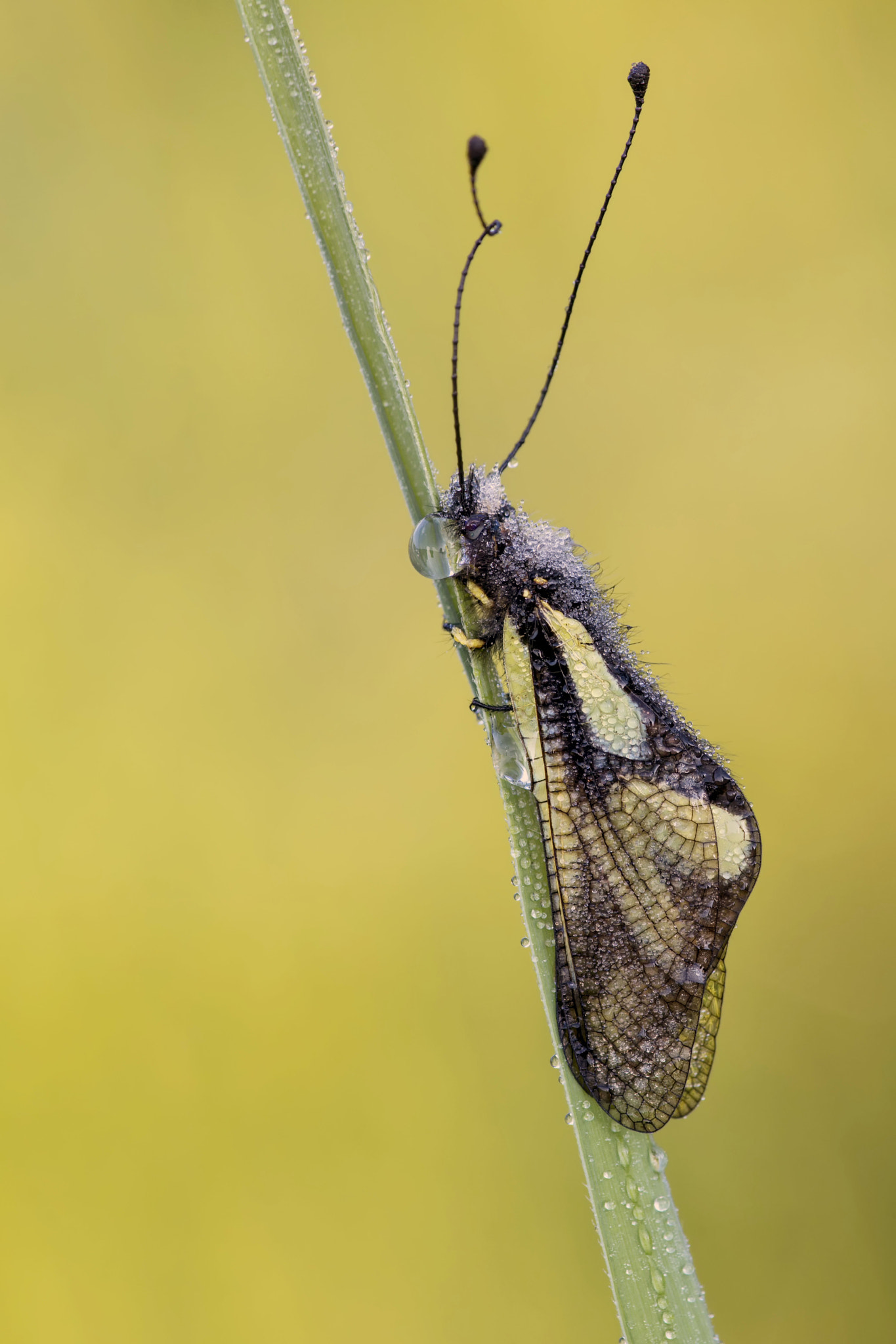 Canon EF 180mm F3.5L Macro USM sample photo. Haft photography