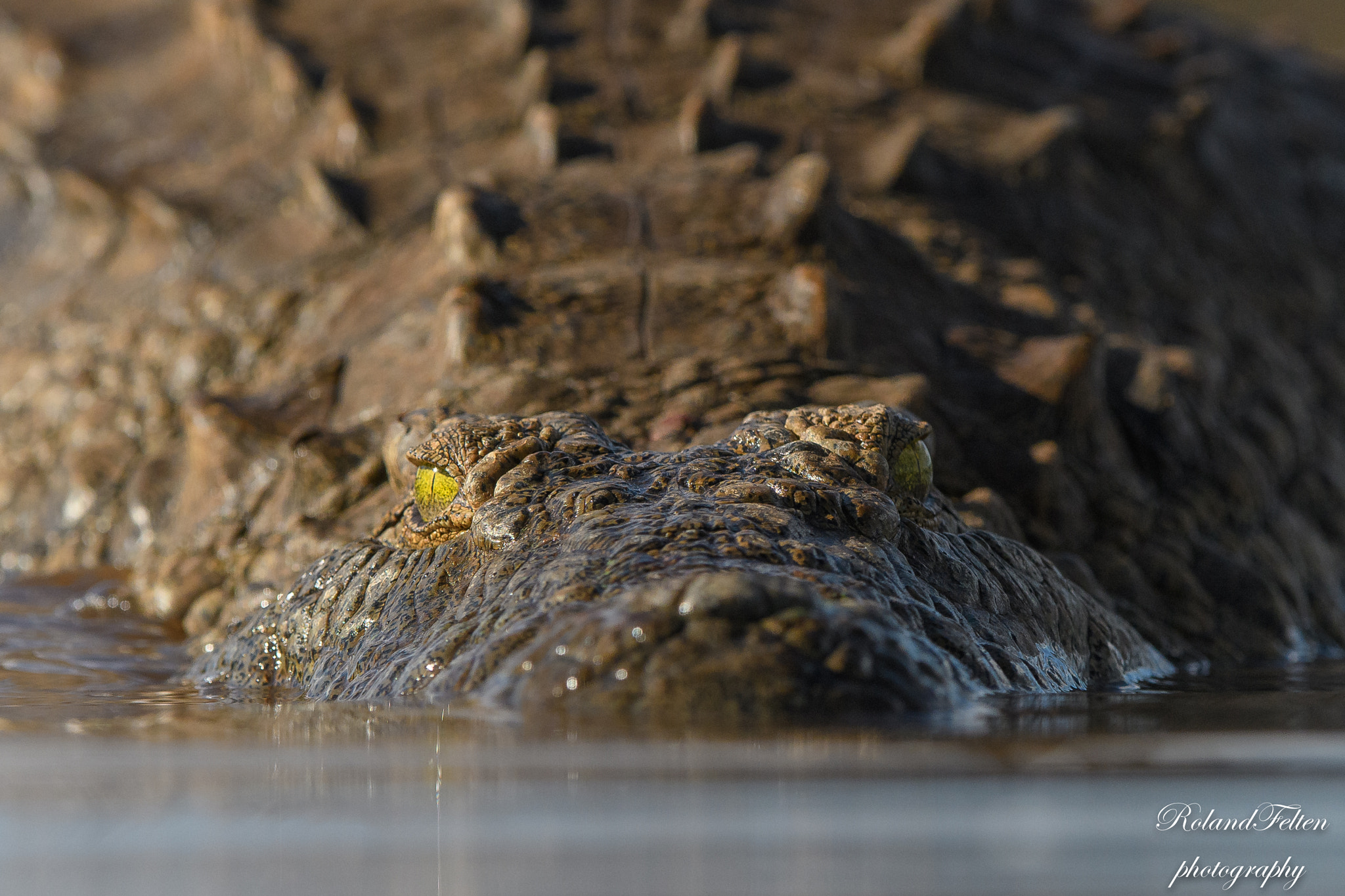 Nikon AF-S Nikkor 200-400mm F4G ED-IF VR sample photo. Watch out! photography