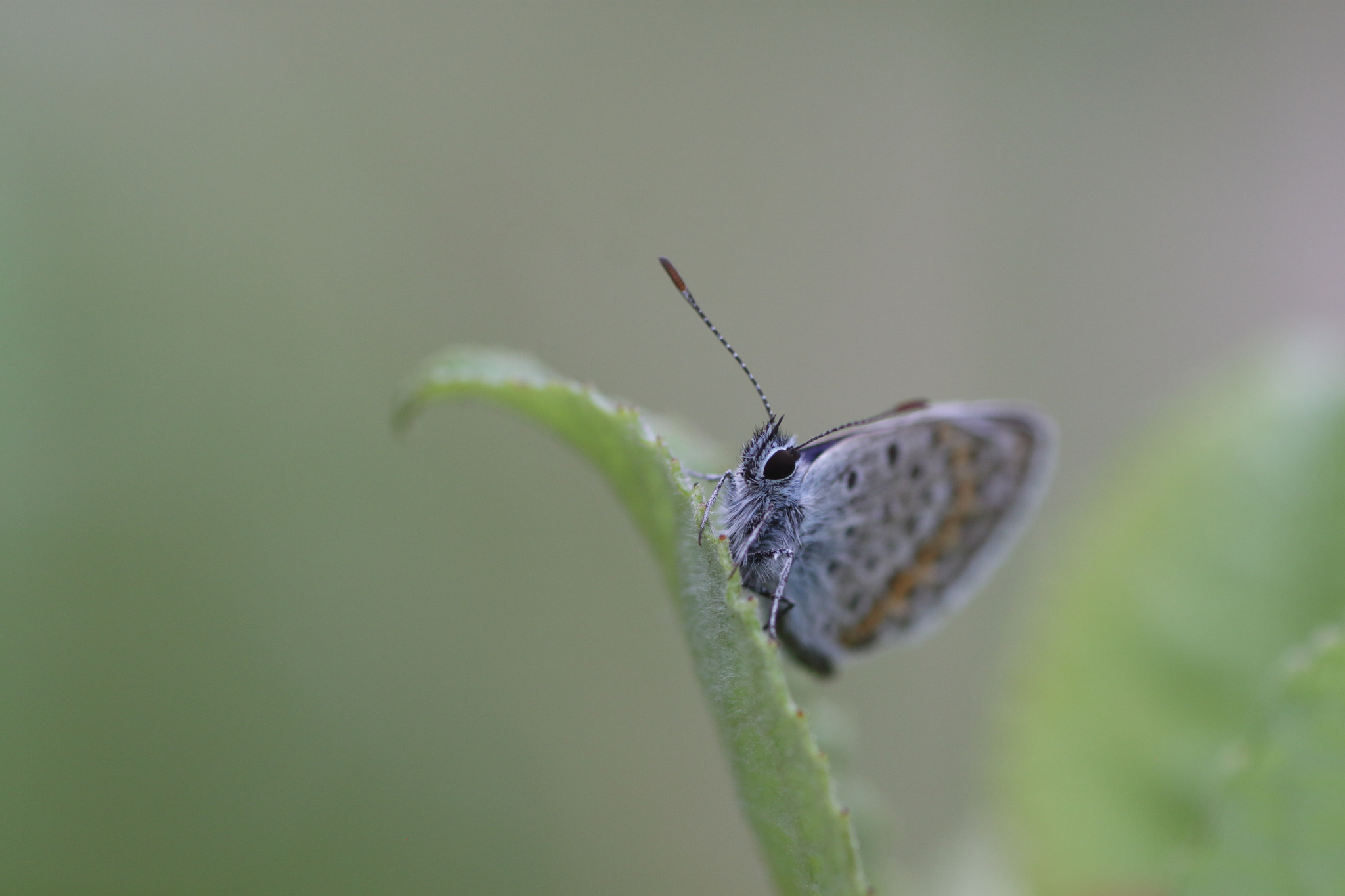 Canon EOS 500D (EOS Rebel T1i / EOS Kiss X3) + Tamron SP AF 90mm F2.8 Di Macro sample photo. On the leaf photography