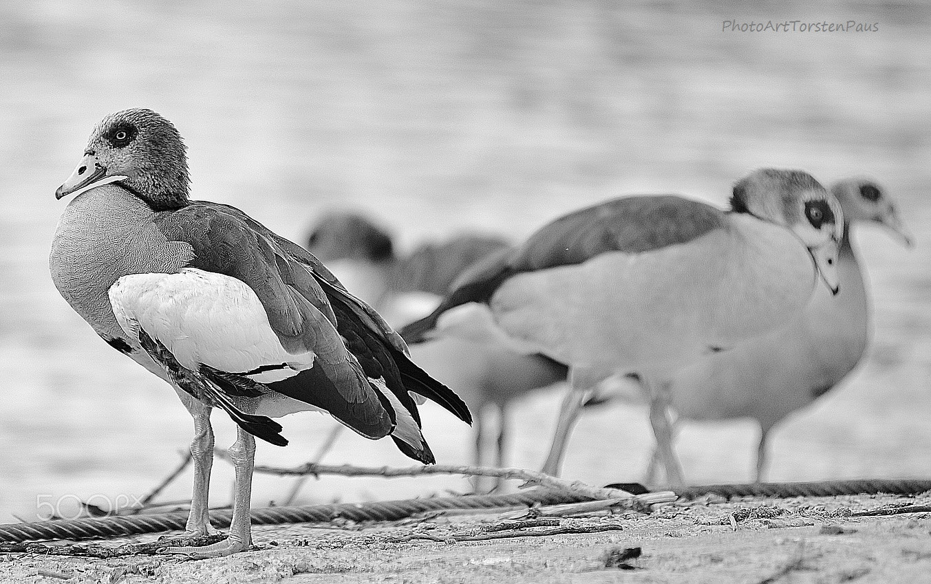 AF Zoom-Nikkor 80-200mm f/2.8 ED sample photo. Waiting photography