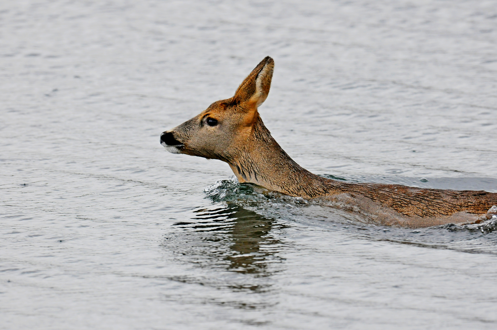 Nikon D300S + Nikon AF-S Nikkor 600mm F4G ED VR sample photo. Cooling photography