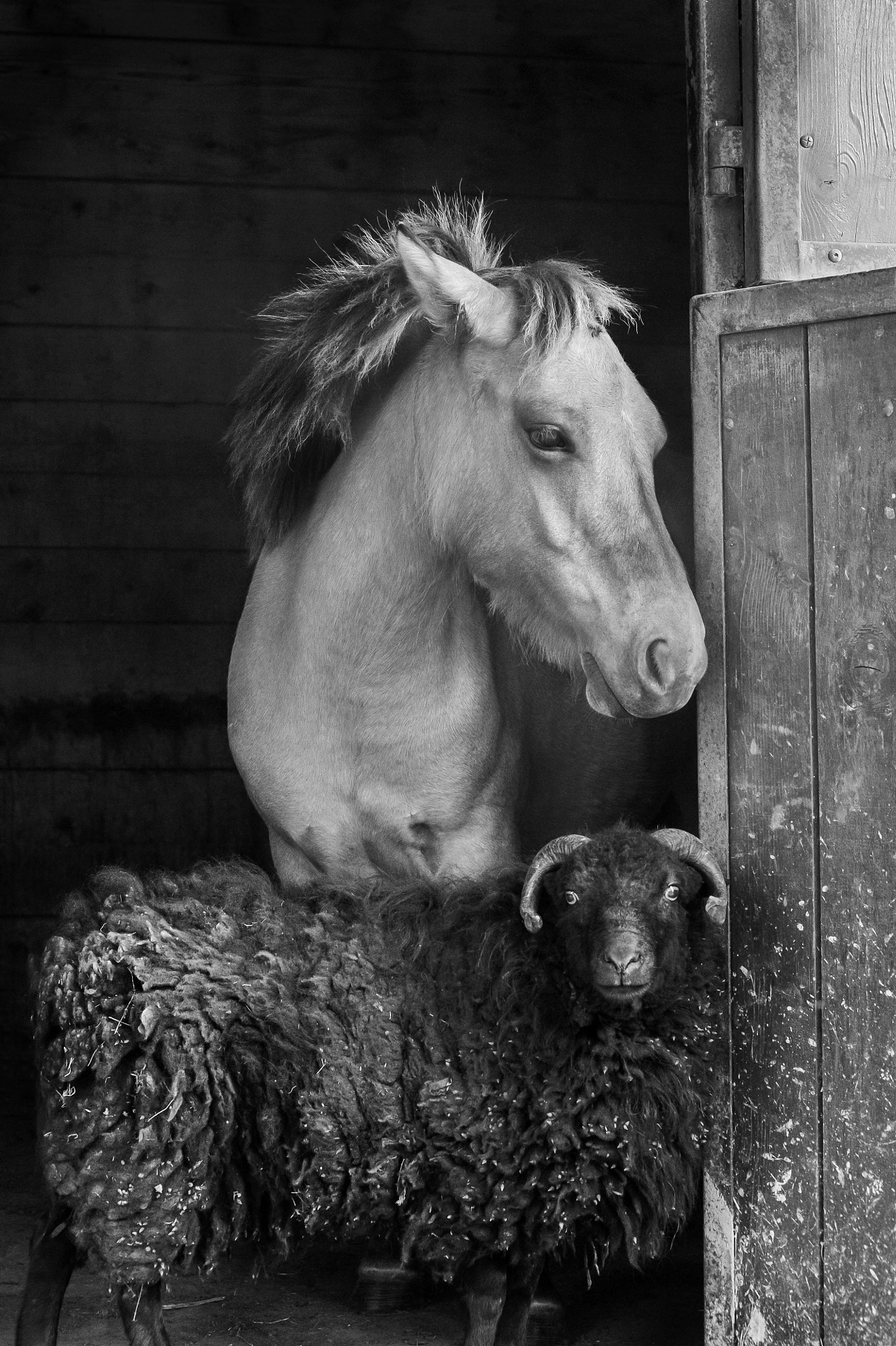 Nikon D3S sample photo. The best friends photography