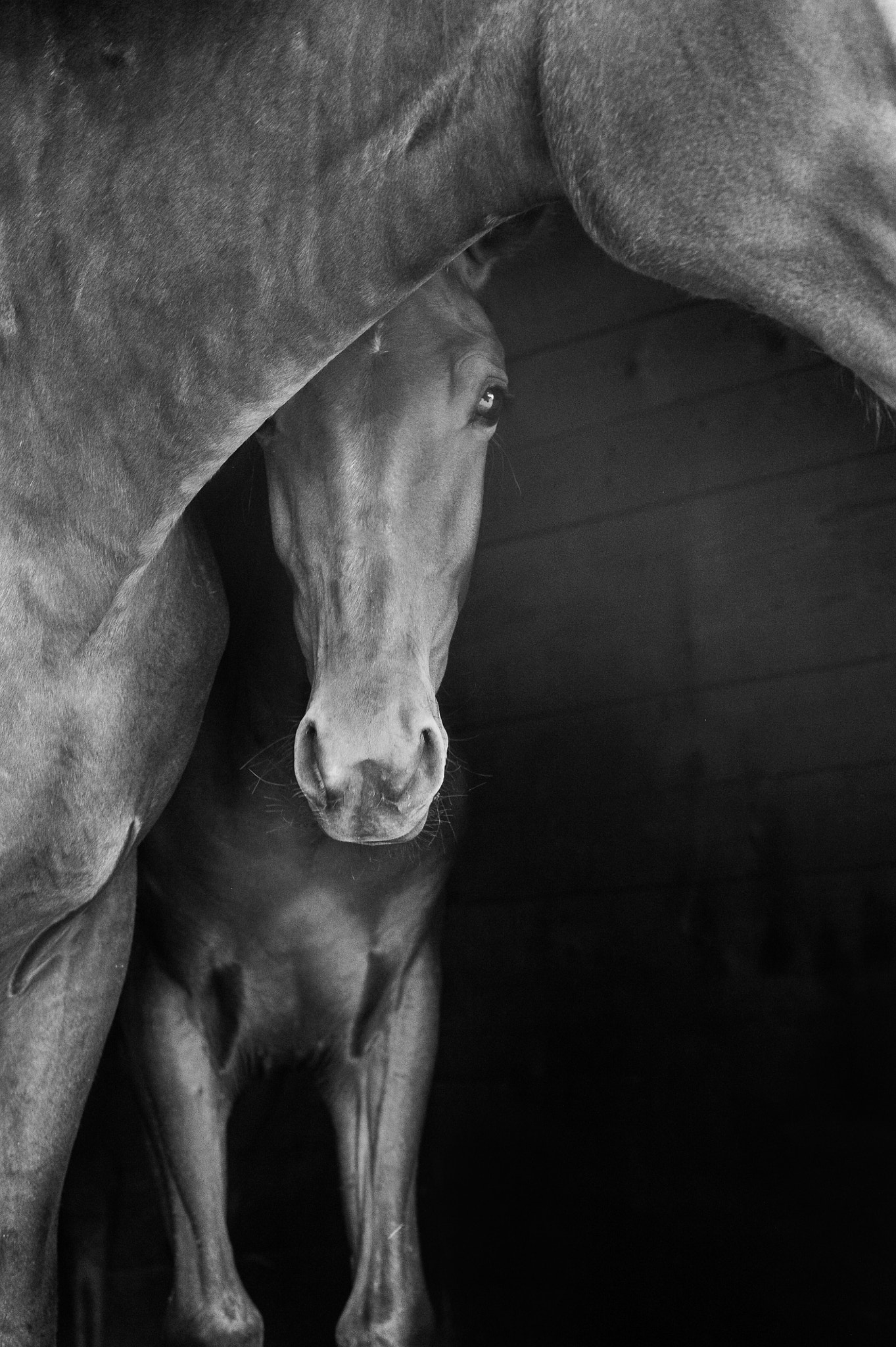 Nikon D3S sample photo. The curious photography