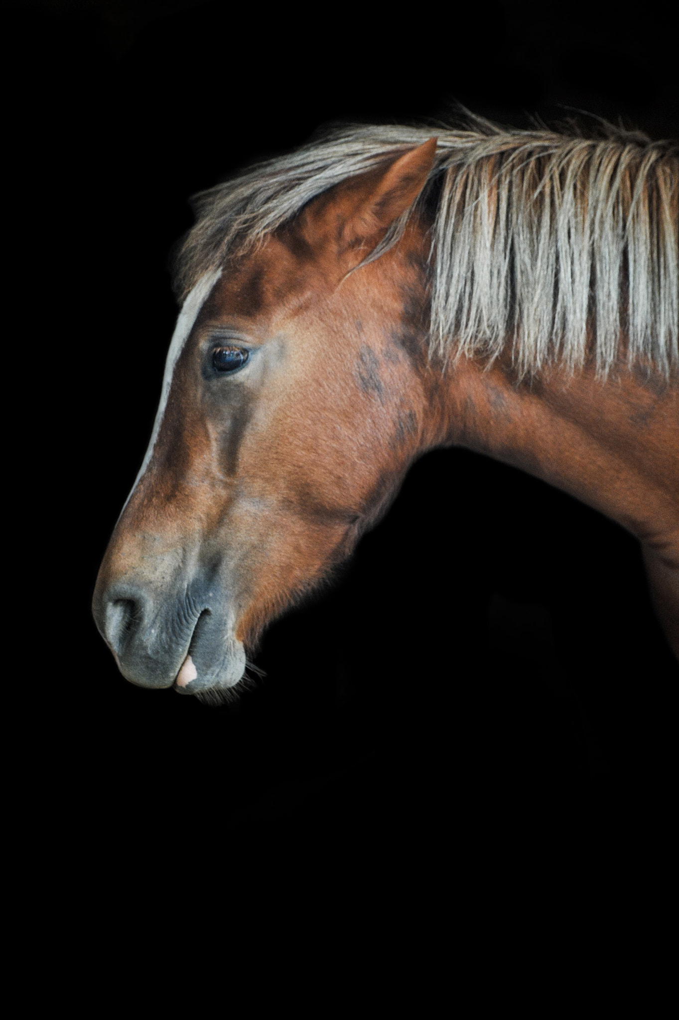 Nikon D3S sample photo. The angry girl photography