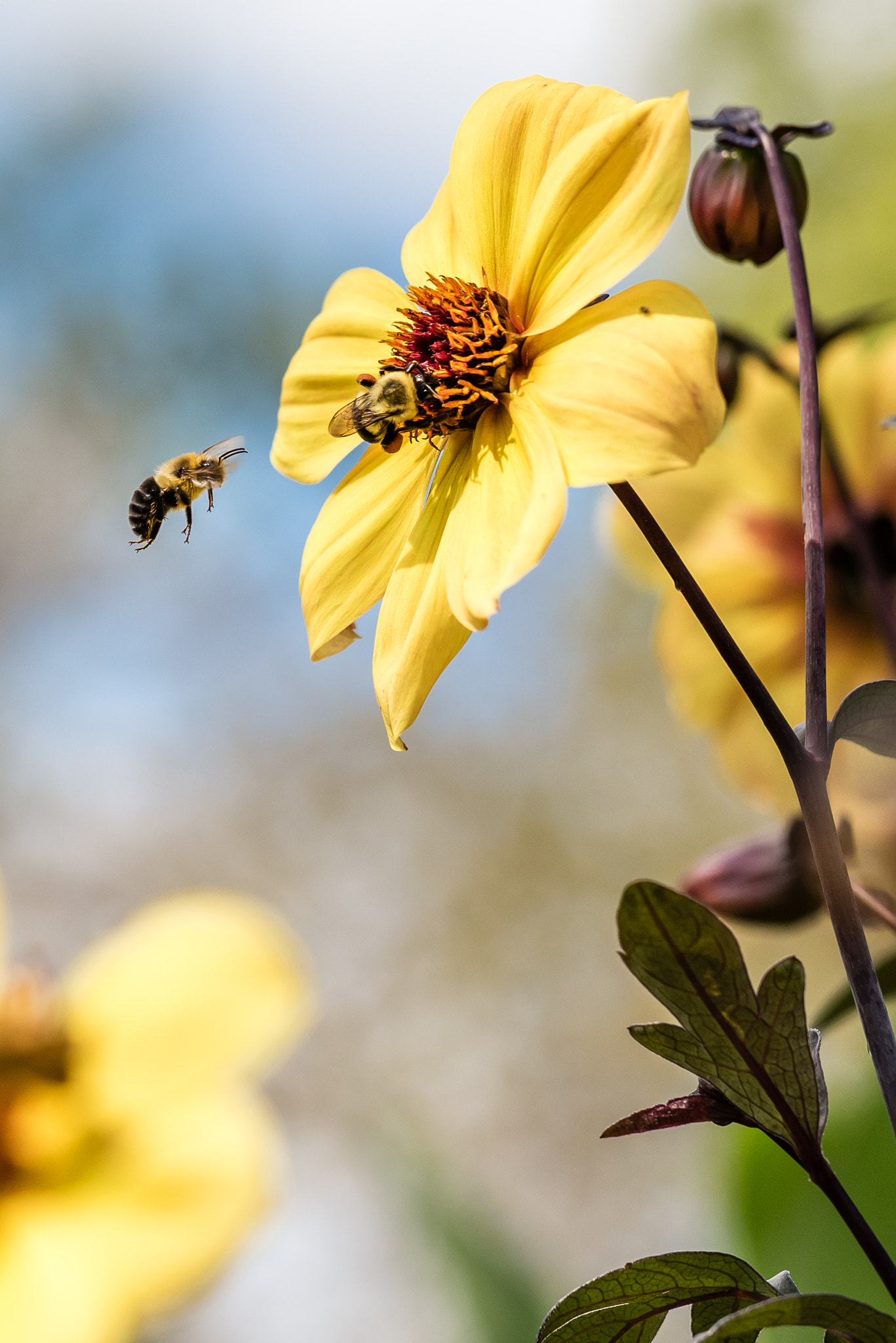 Nikon D810 + Zeiss Milvus 85mm f/1.4 sample photo. Bee in flight photography