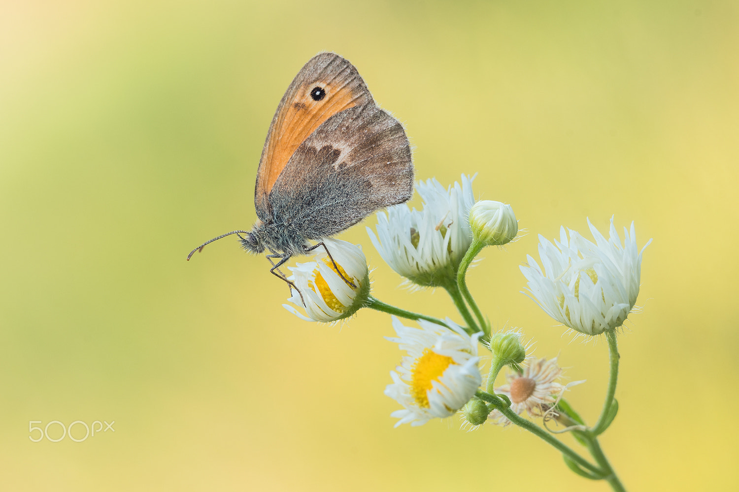 Nikon D500 + Sigma 150mm F2.8 EX DG Macro HSM sample photo. In the morning sun (small heath) photography