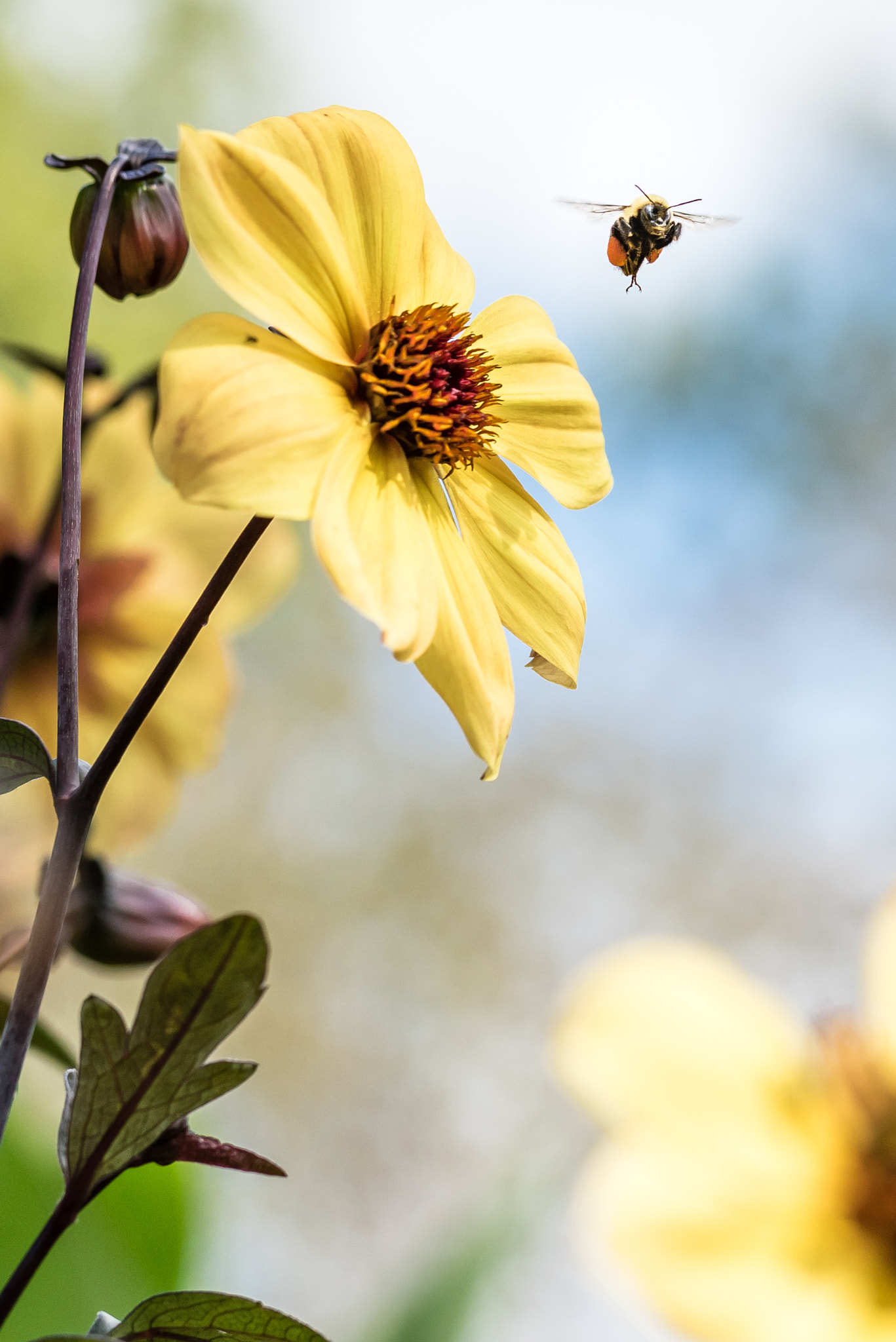 Nikon D810 + Zeiss Milvus 85mm f/1.4 sample photo. Carpenter bee in flighf photography