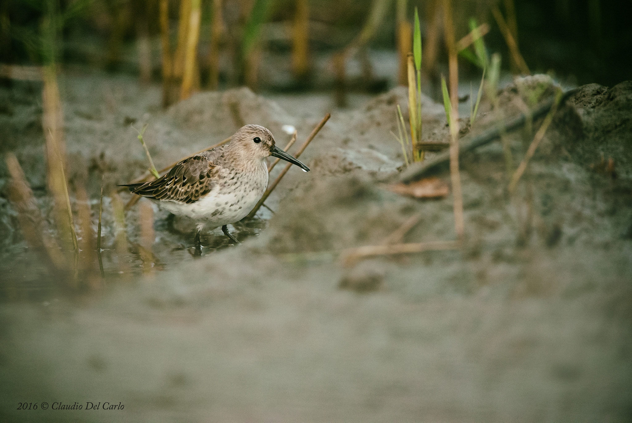 Sigma 150-600mm F5-6.3 DG OS HSM | S sample photo. Dsc photography
