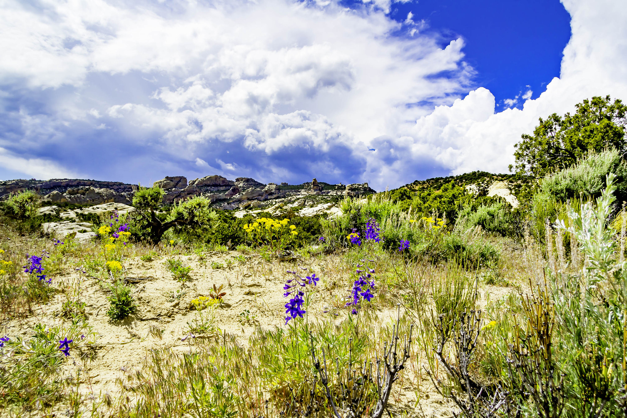 Canon EF-S 17-85mm F4-5.6 IS USM sample photo. Wildflowers on the hill photography