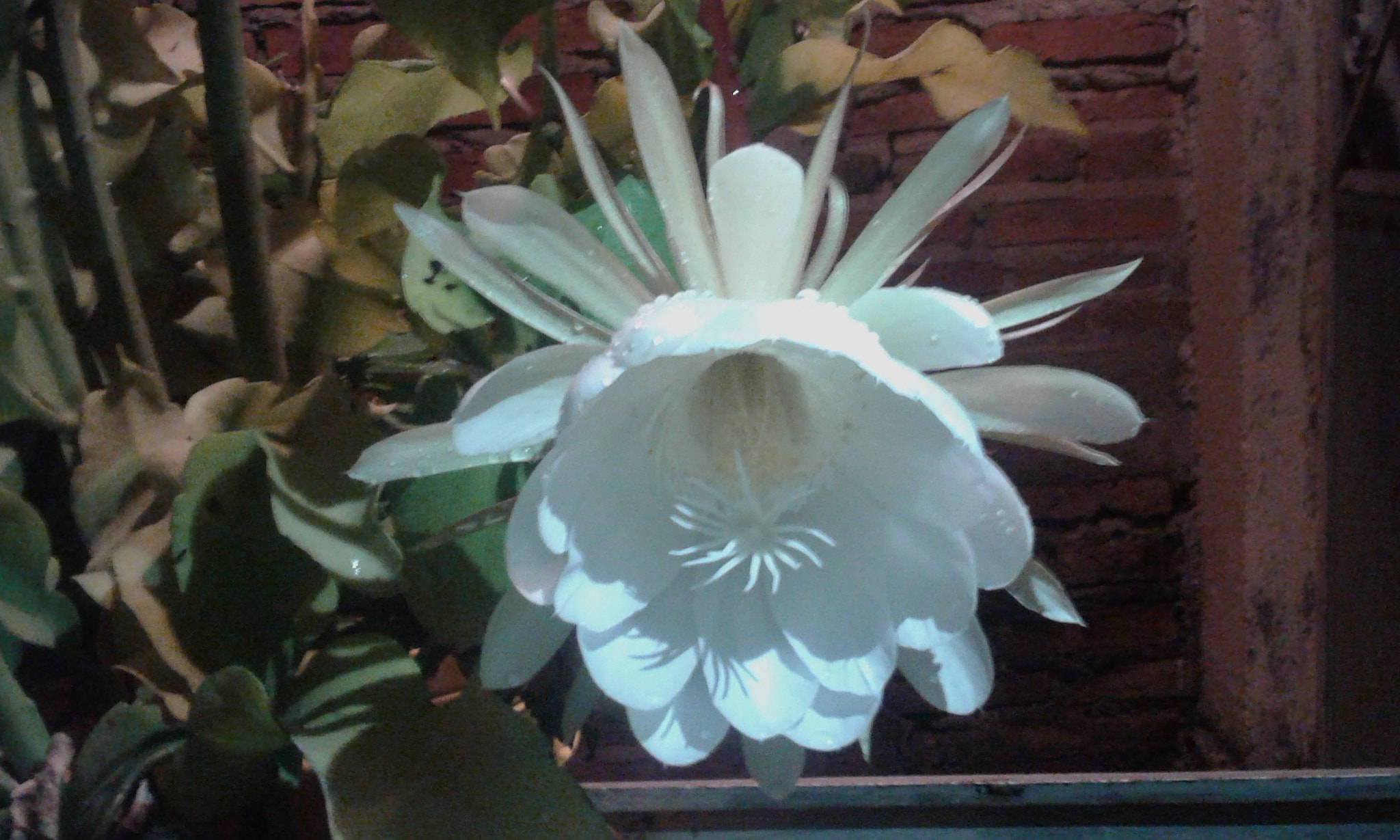 Samsung Galaxy Core2 sample photo. 20160807_012856.jpg photography