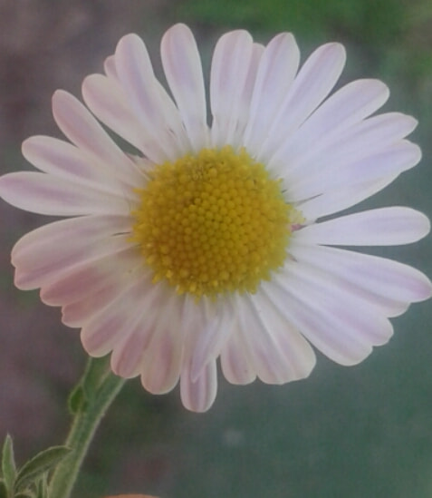 Samsung Galaxy Core2 sample photo. 2016-09-09 14.50.03.jpg photography