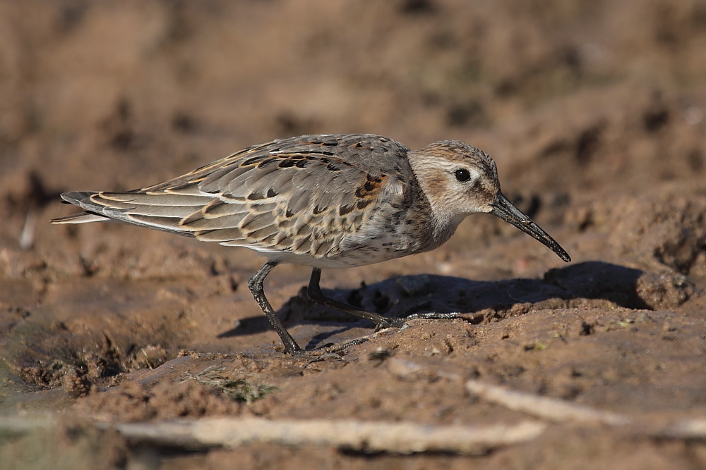 Canon EF 100-400mm F4.5-5.6L IS USM sample photo. Dunlin photography