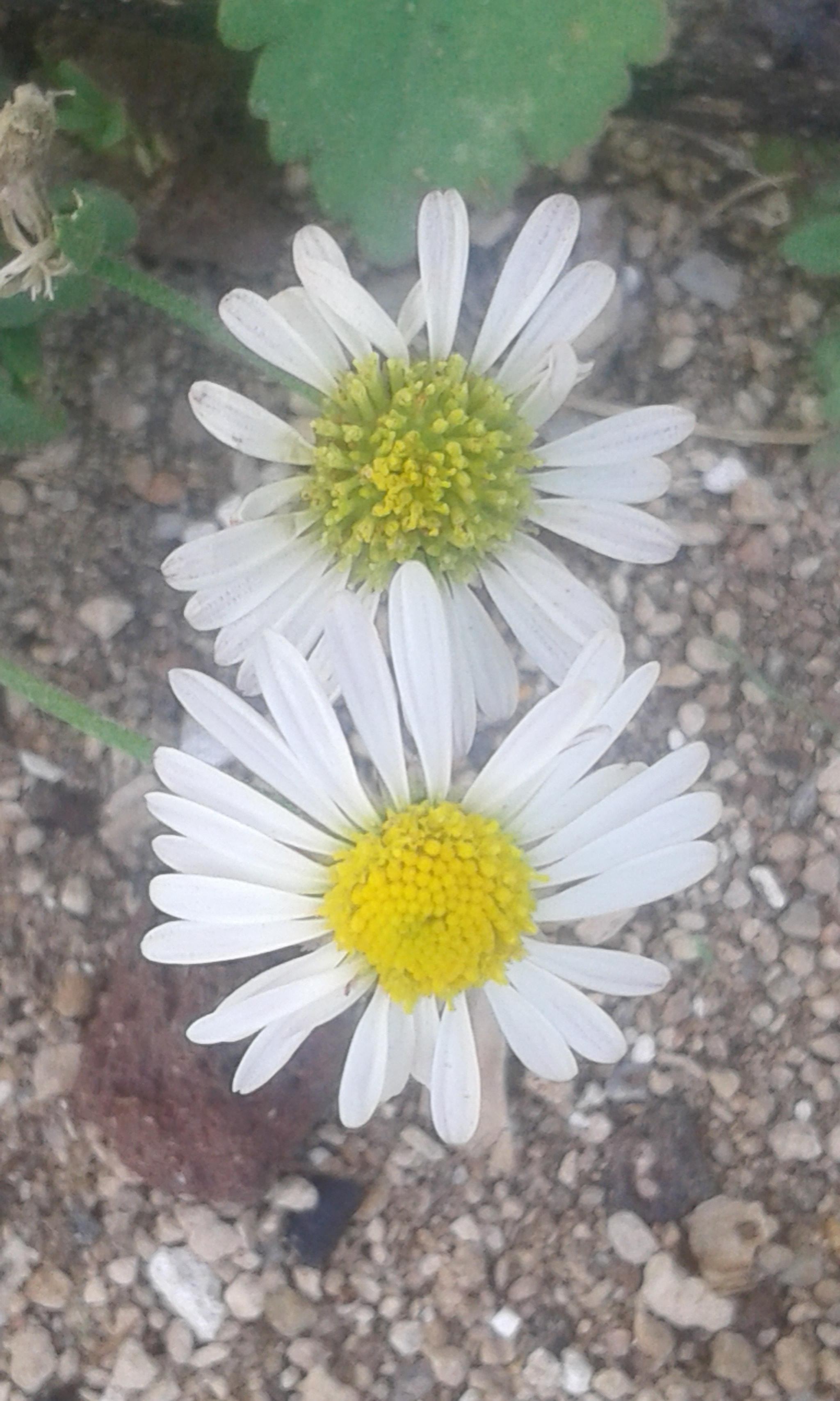 Samsung Galaxy Core2 sample photo. 20160909_144112.jpg photography