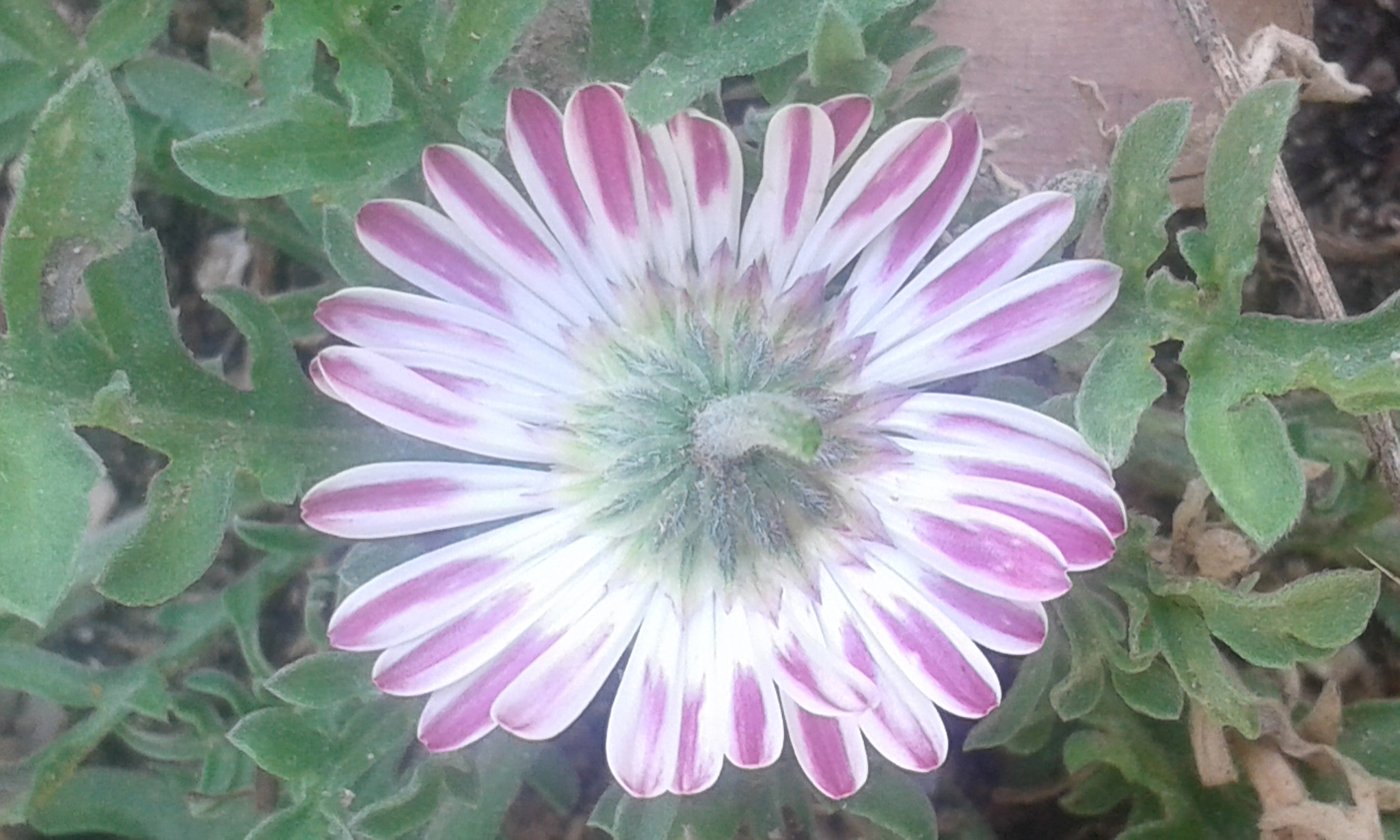 Samsung Galaxy Core2 sample photo. 20160909_144417.jpg photography