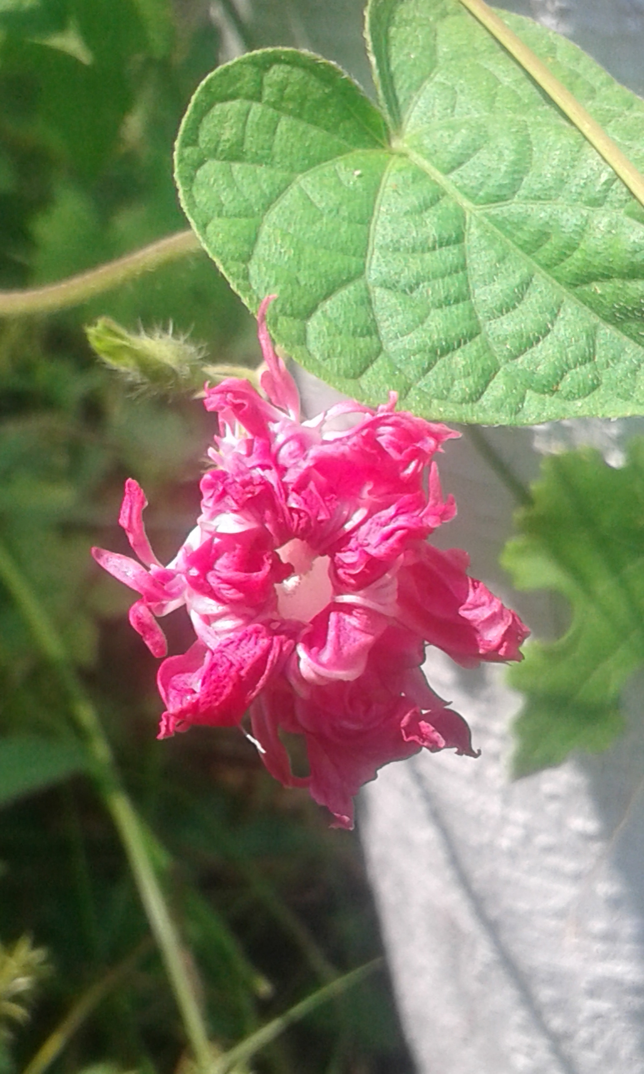 Samsung Galaxy Core2 sample photo. 20160909_144756.jpg photography