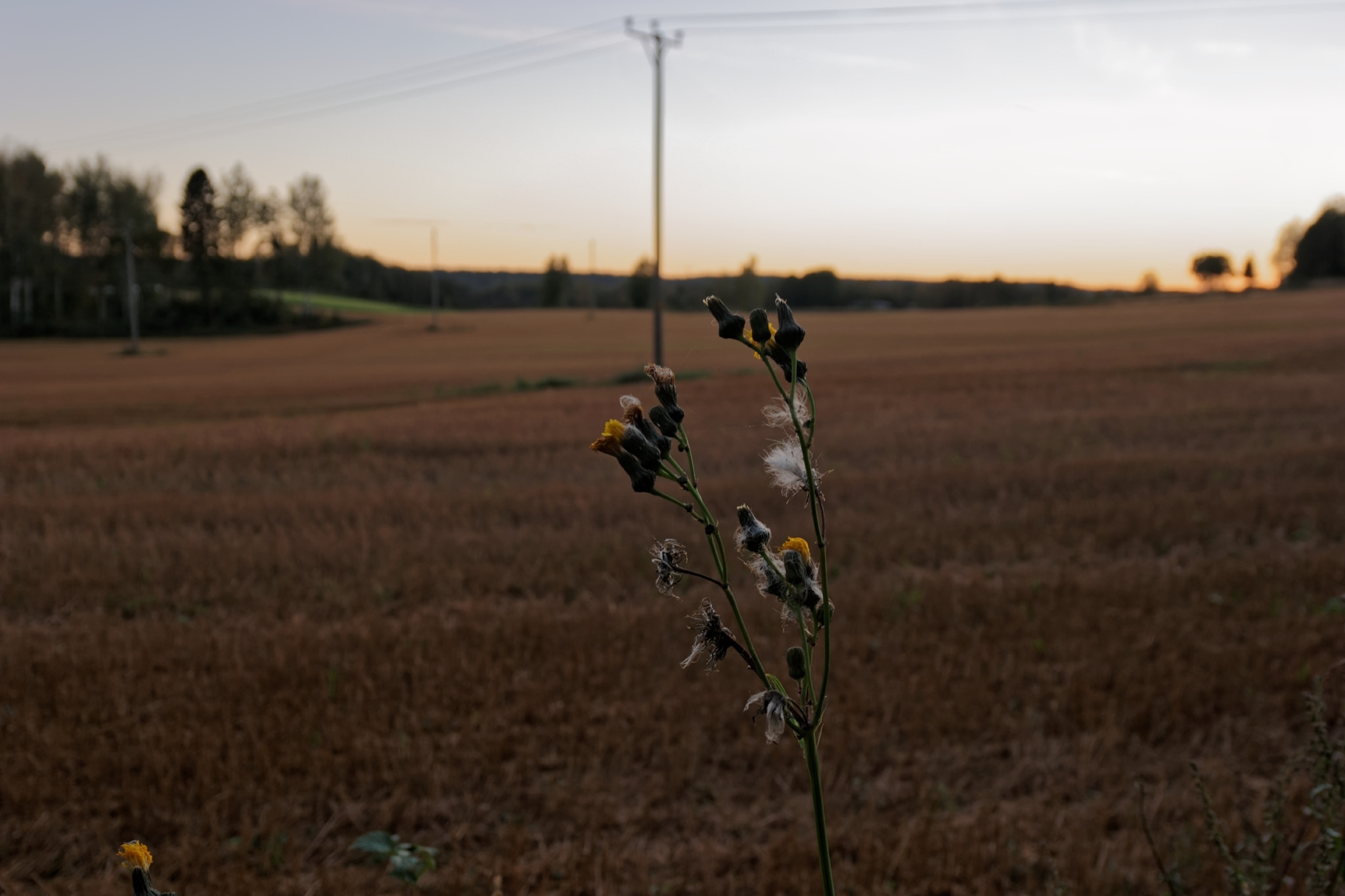 Samsung NX500 + Samsung NX 12-24mm F4-5.6 ED sample photo. Dandelion photography