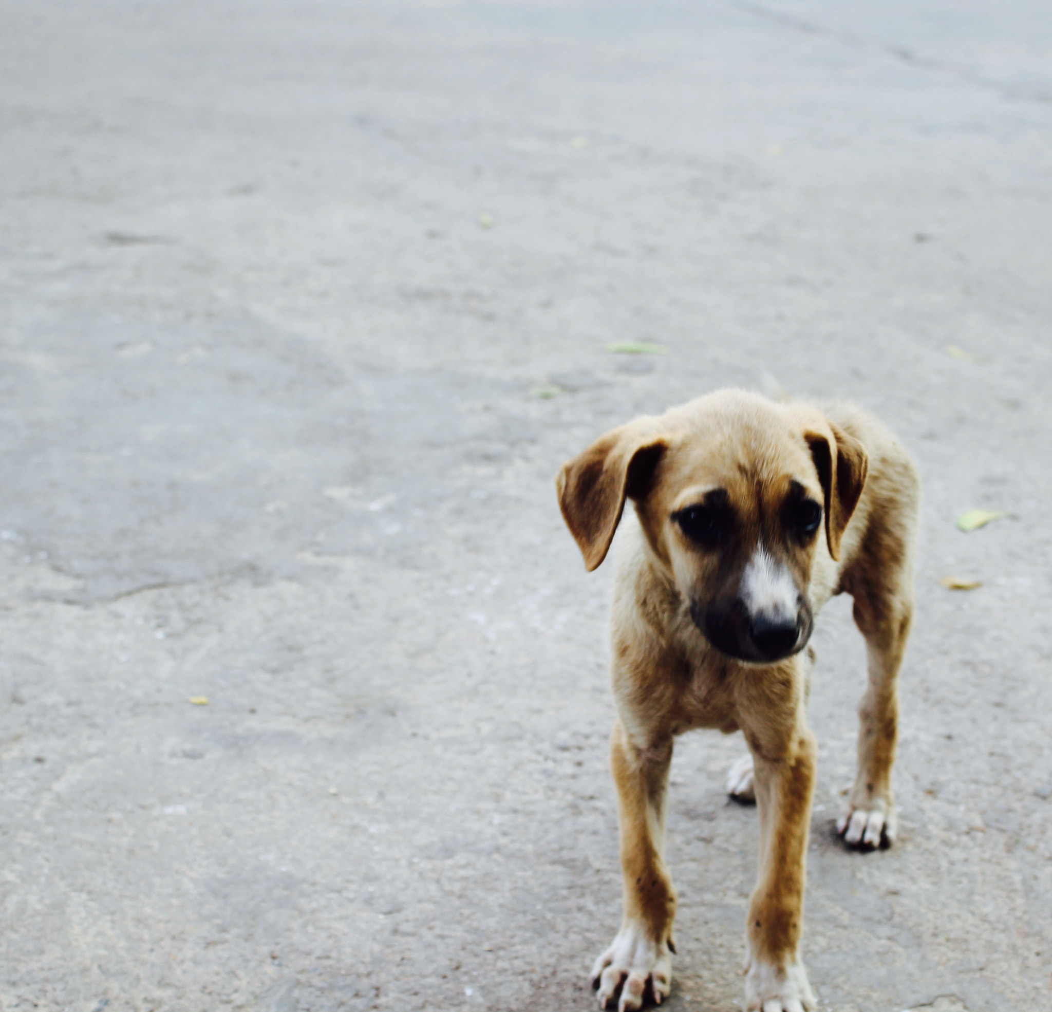 Canon EF-S 18-55mm F3.5-5.6 III sample photo. Little dog starving for food photography