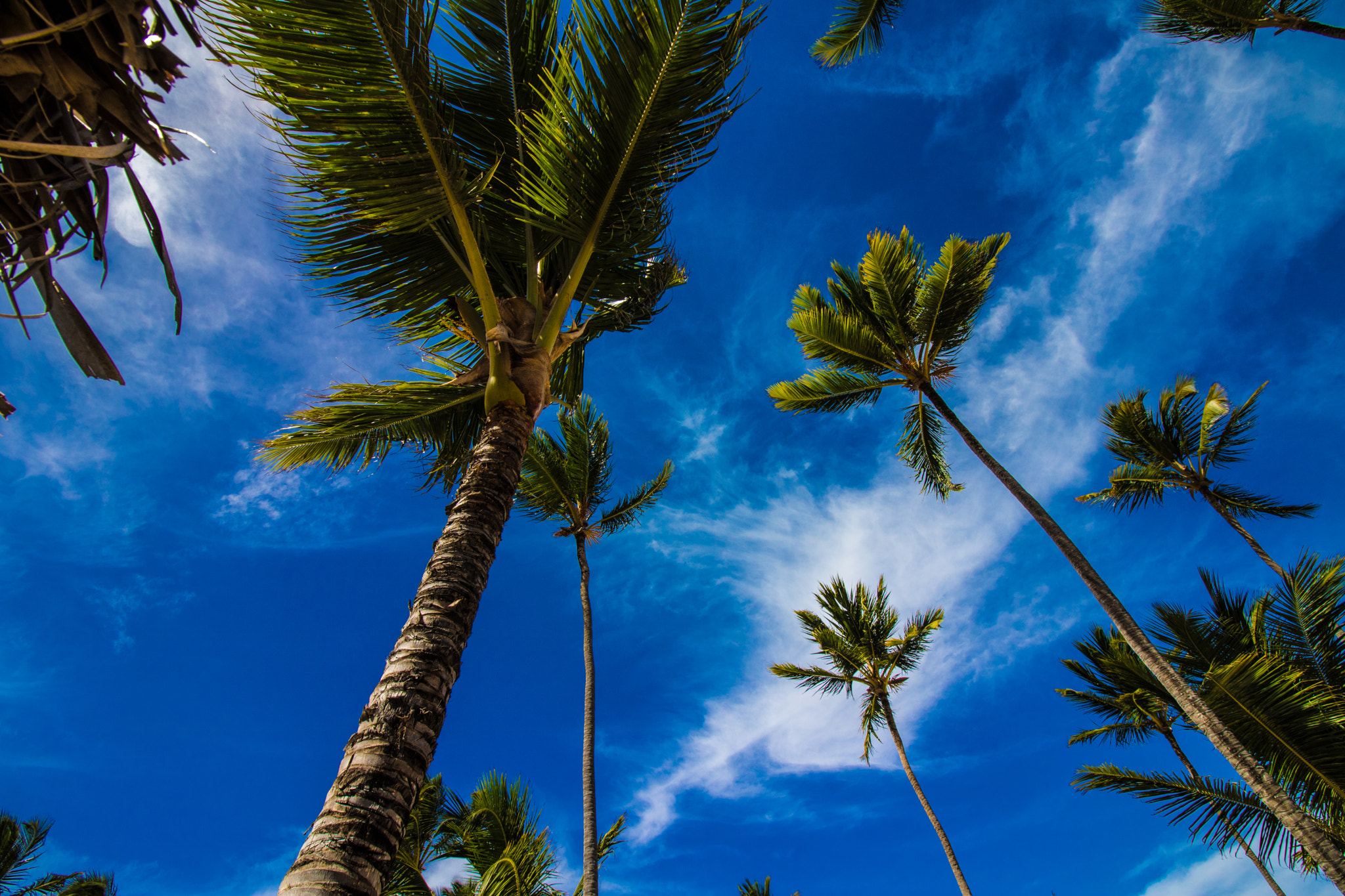 Canon EOS 750D (EOS Rebel T6i / EOS Kiss X8i) sample photo. Palm trees photography