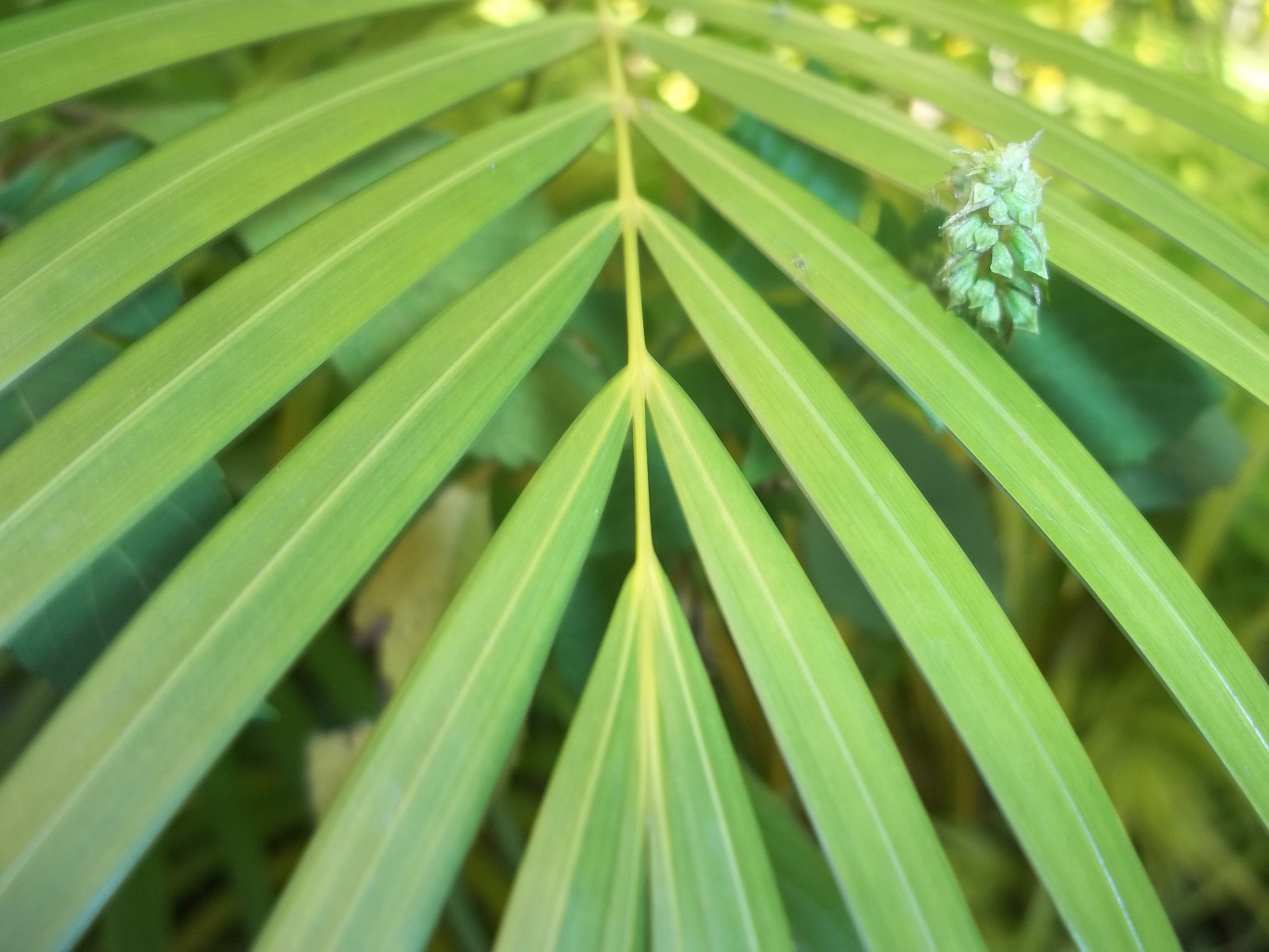 Kodak EASYSHARE M531 DIGITAL CAMERA sample photo. Plant photography