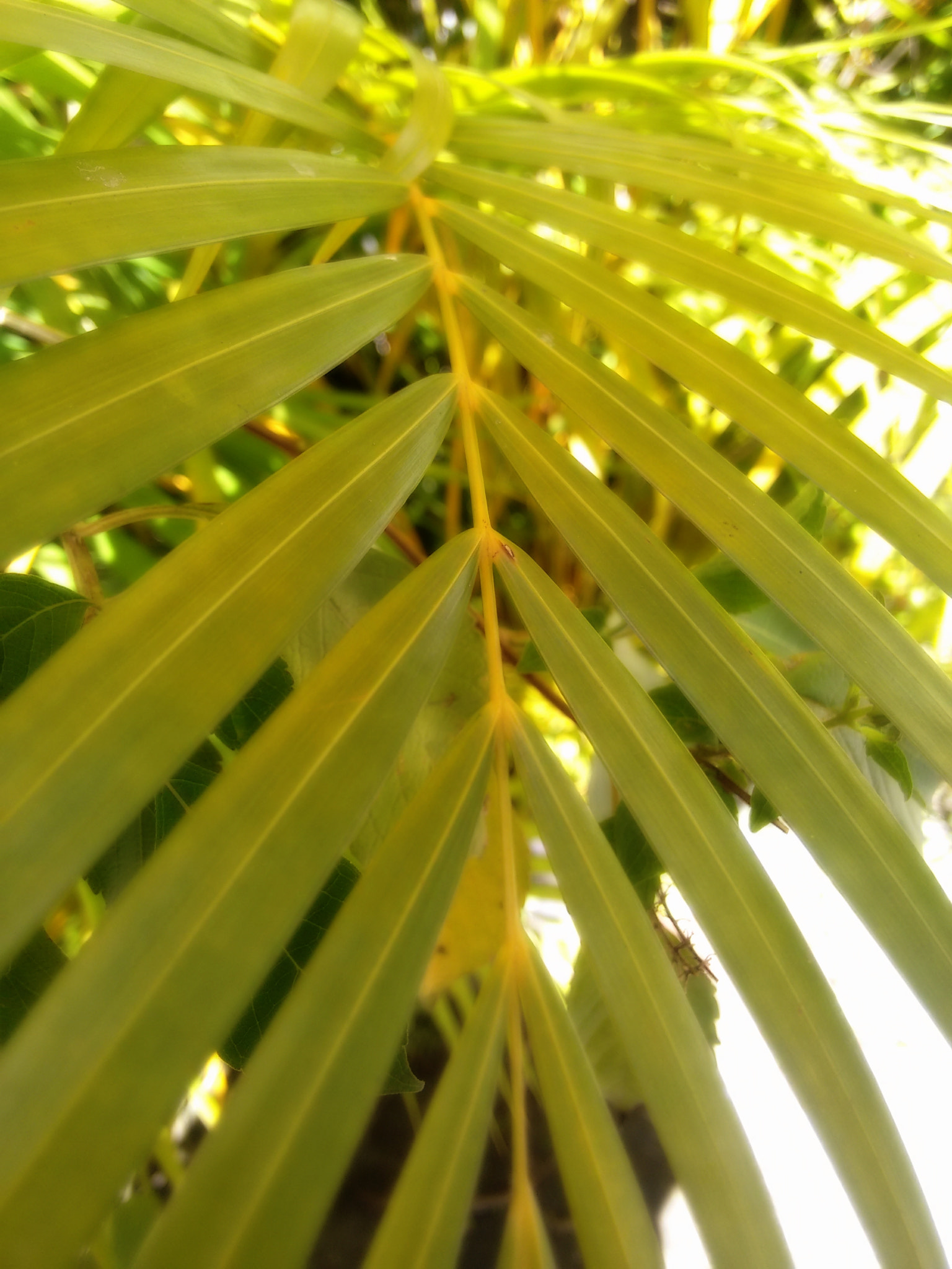 Motorola Moto G 2014 sample photo. Plant photography