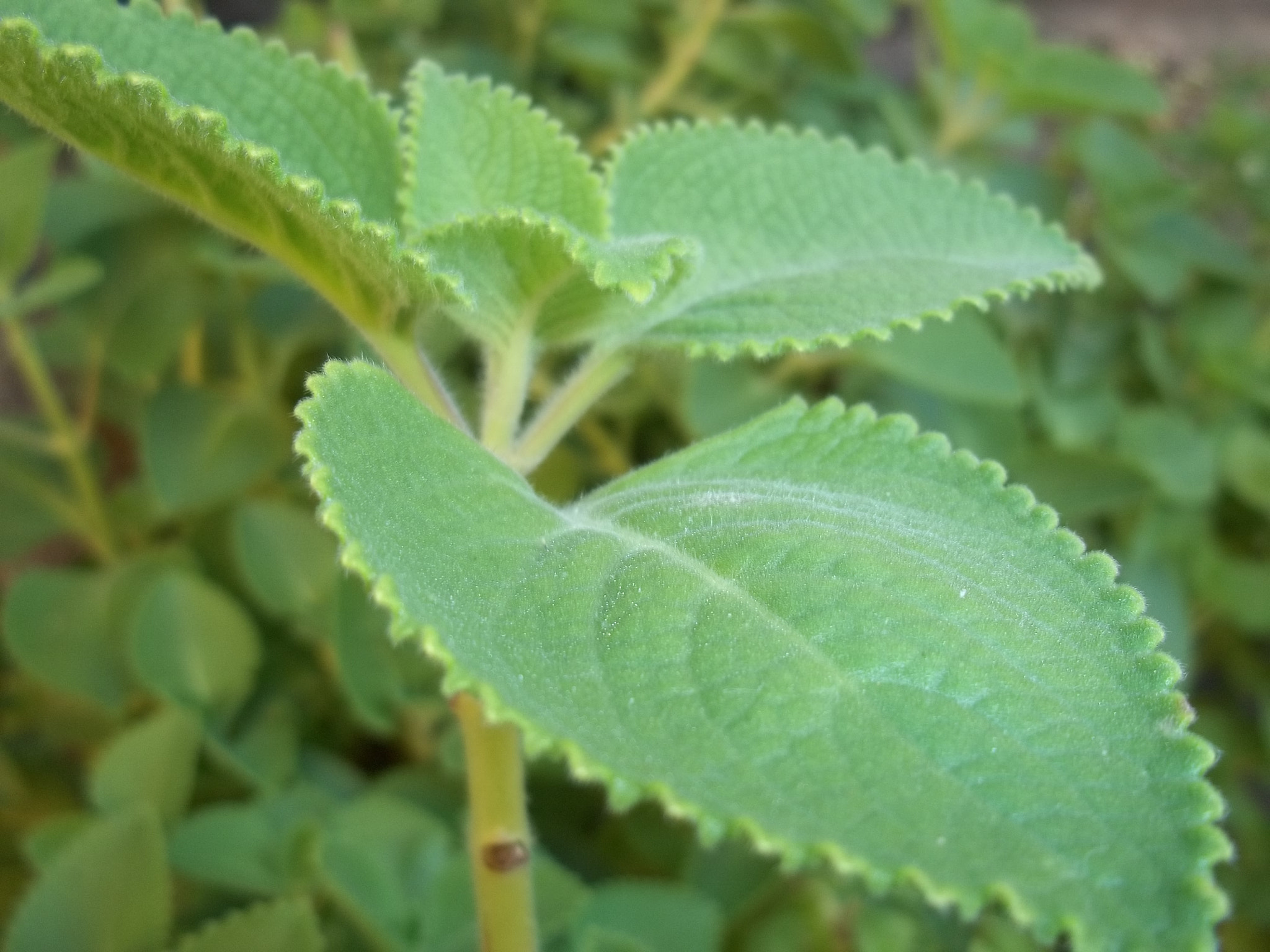 Kodak EASYSHARE M531 DIGITAL CAMERA sample photo. Plant photography