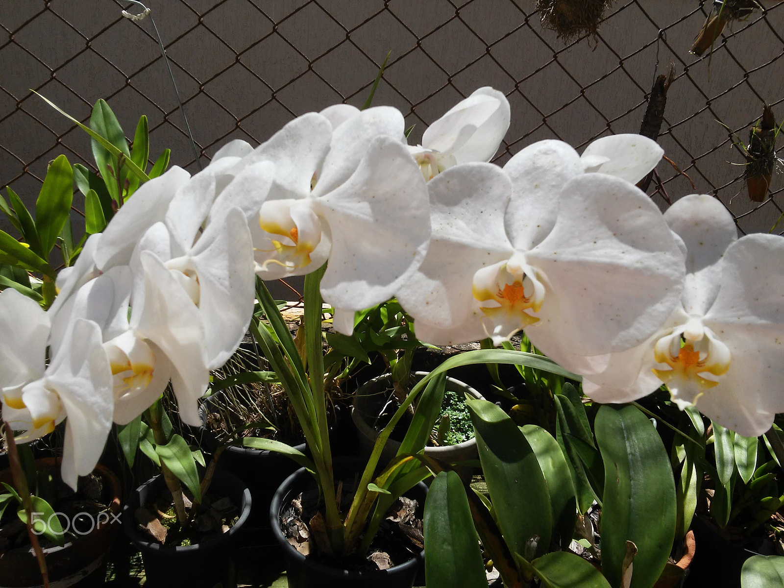 LG L Fino sample photo. Orchids photography