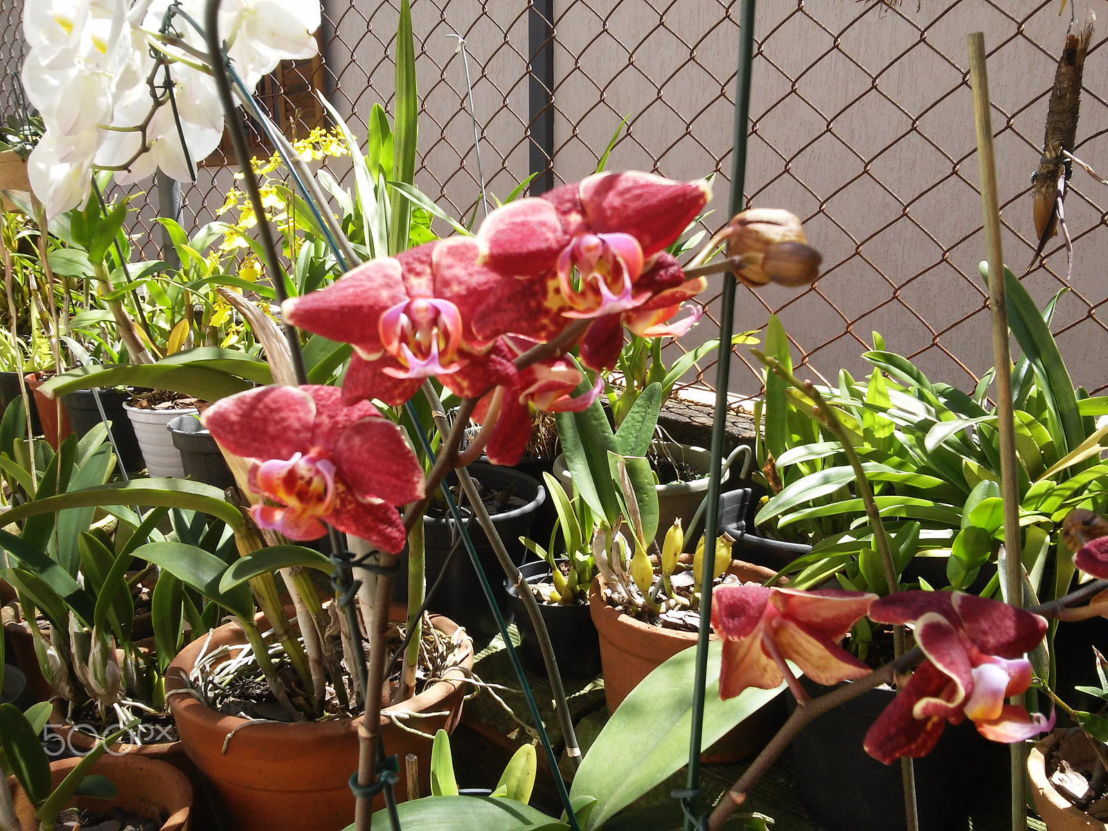 LG L Fino sample photo. Orchids photography