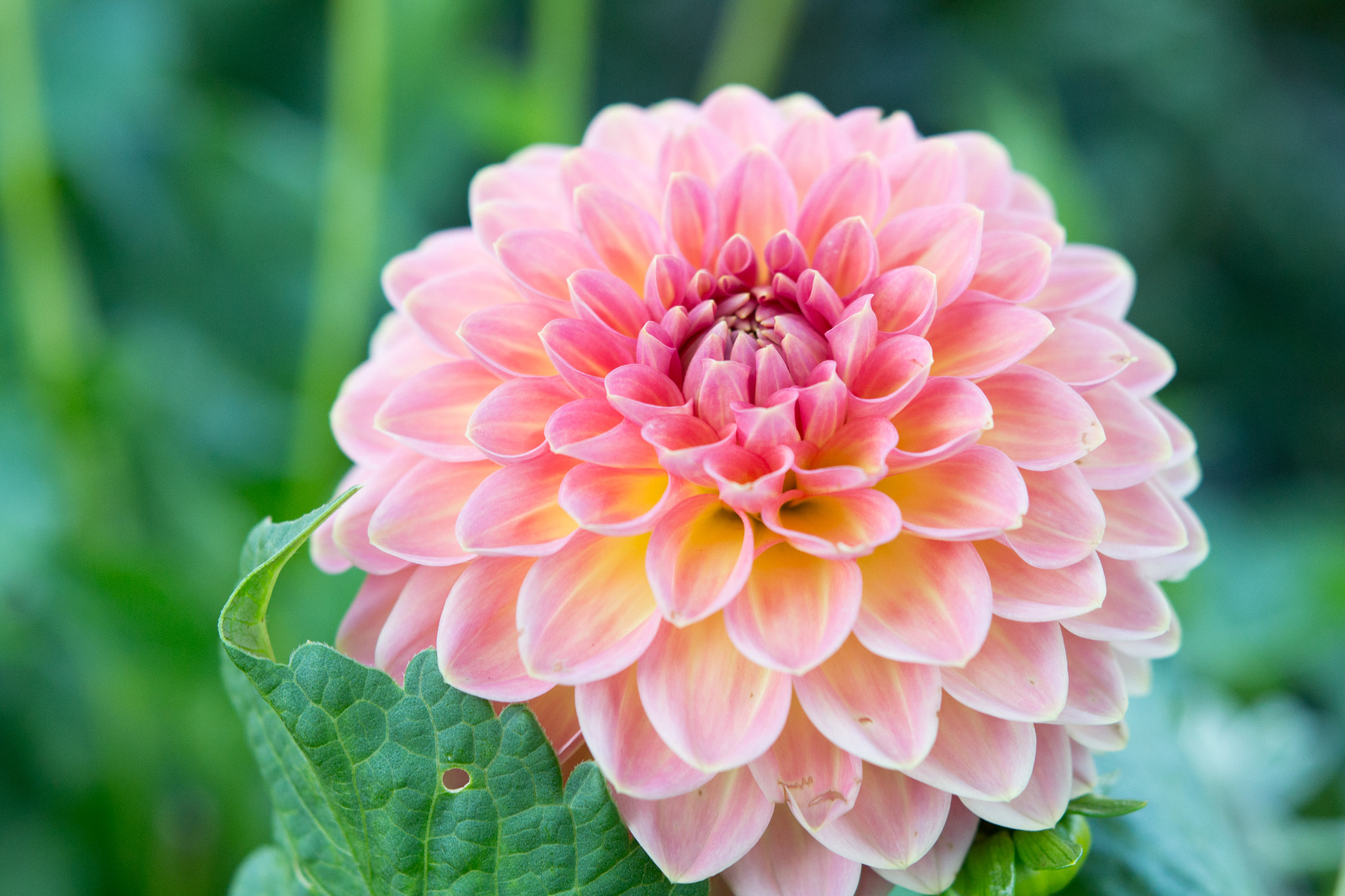 Nikon AF-S Micro-Nikkor 60mm F2.8G ED sample photo. Dalie photography