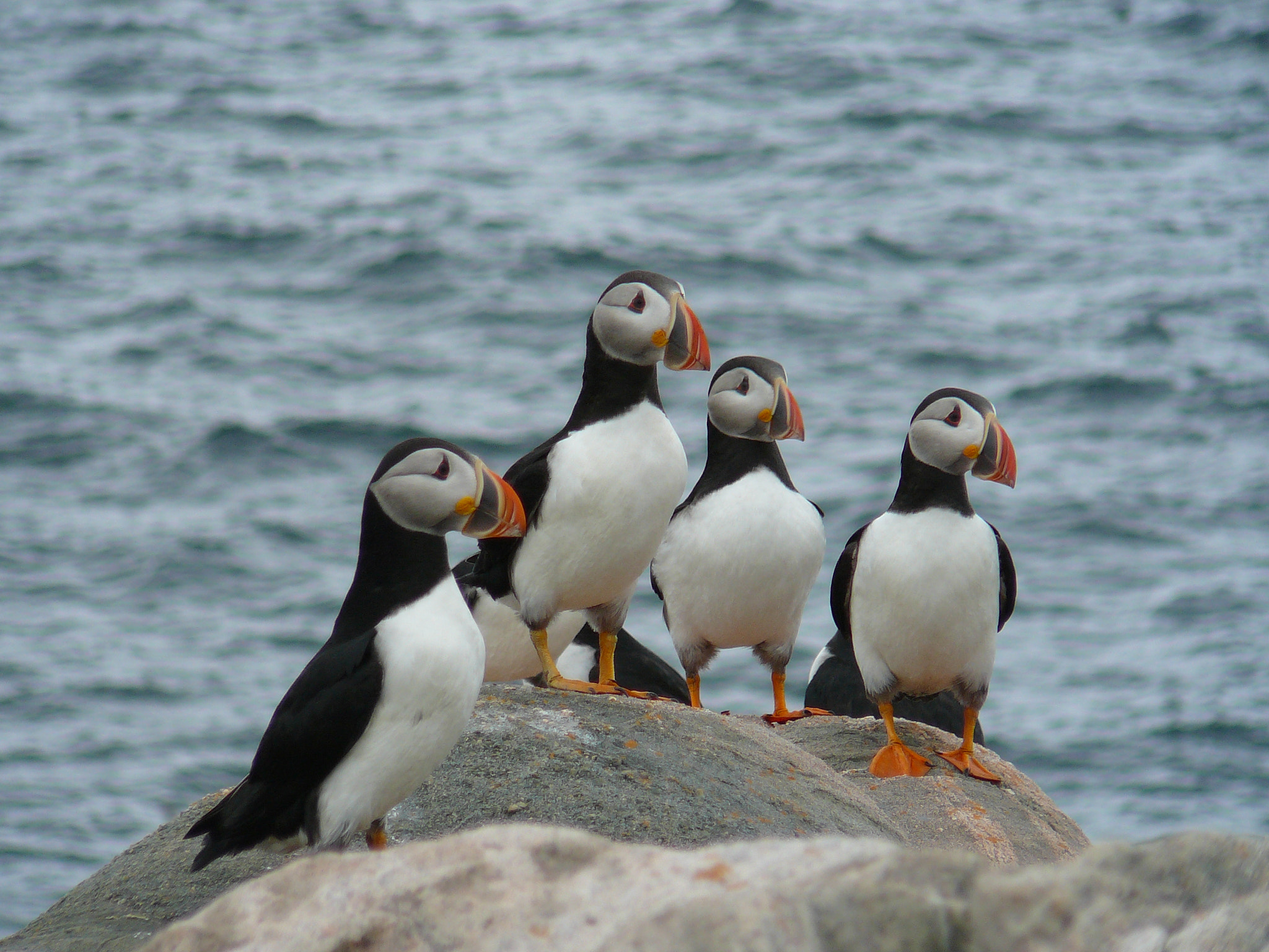 Panasonic DMC-TZ1 sample photo. Puffins photography