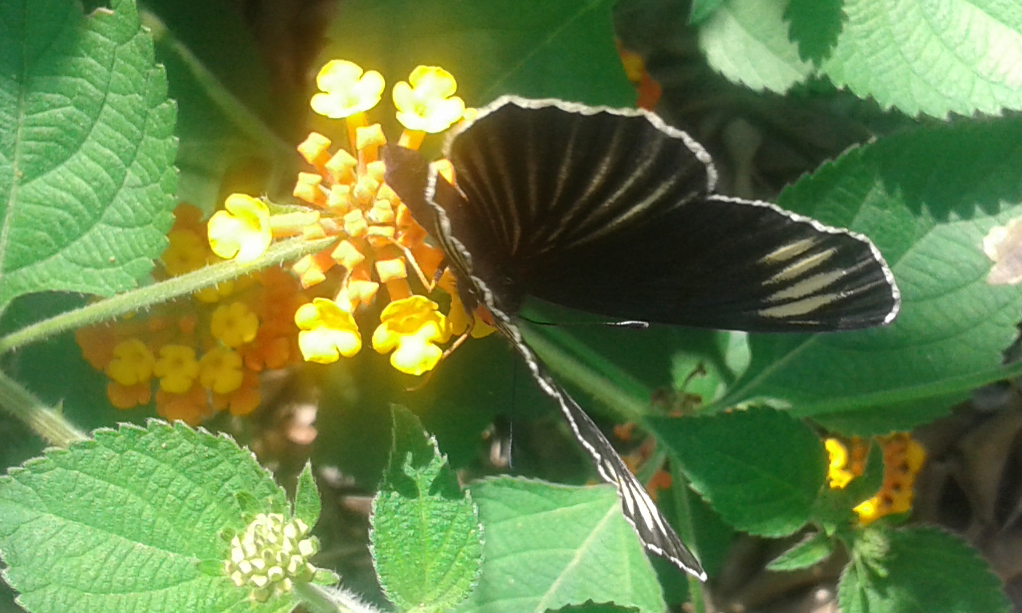Samsung Galaxy Core2 sample photo. 20160909_144548.jpg photography
