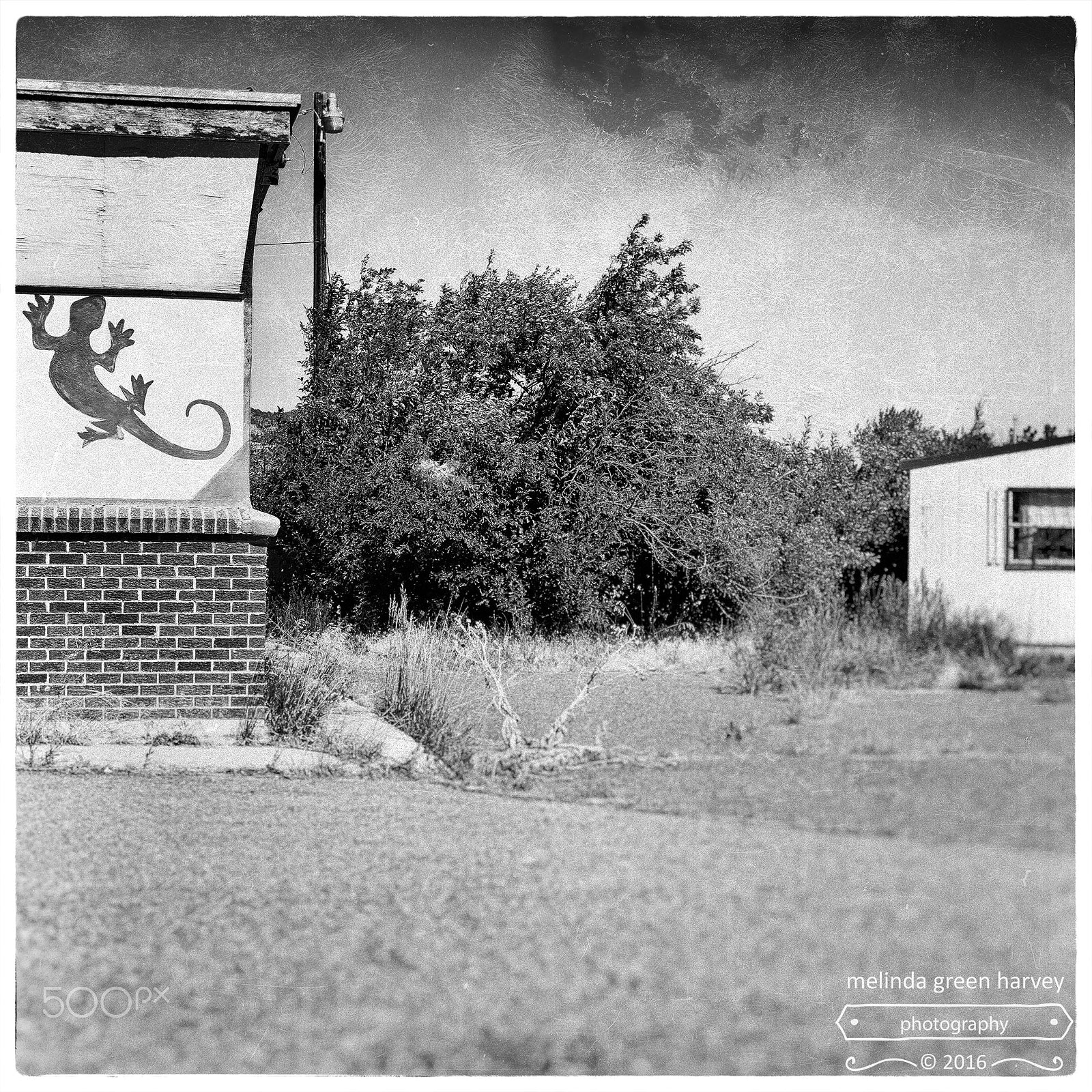 Leica Summarit-M 50mm F2.4 sample photo. Lizard and shack photography
