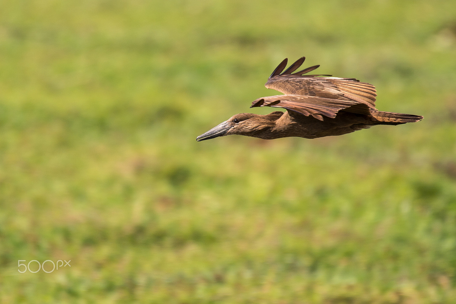 Nikon AF-S Nikkor 200-500mm F5.6E ED VR sample photo. Hamerkop photography
