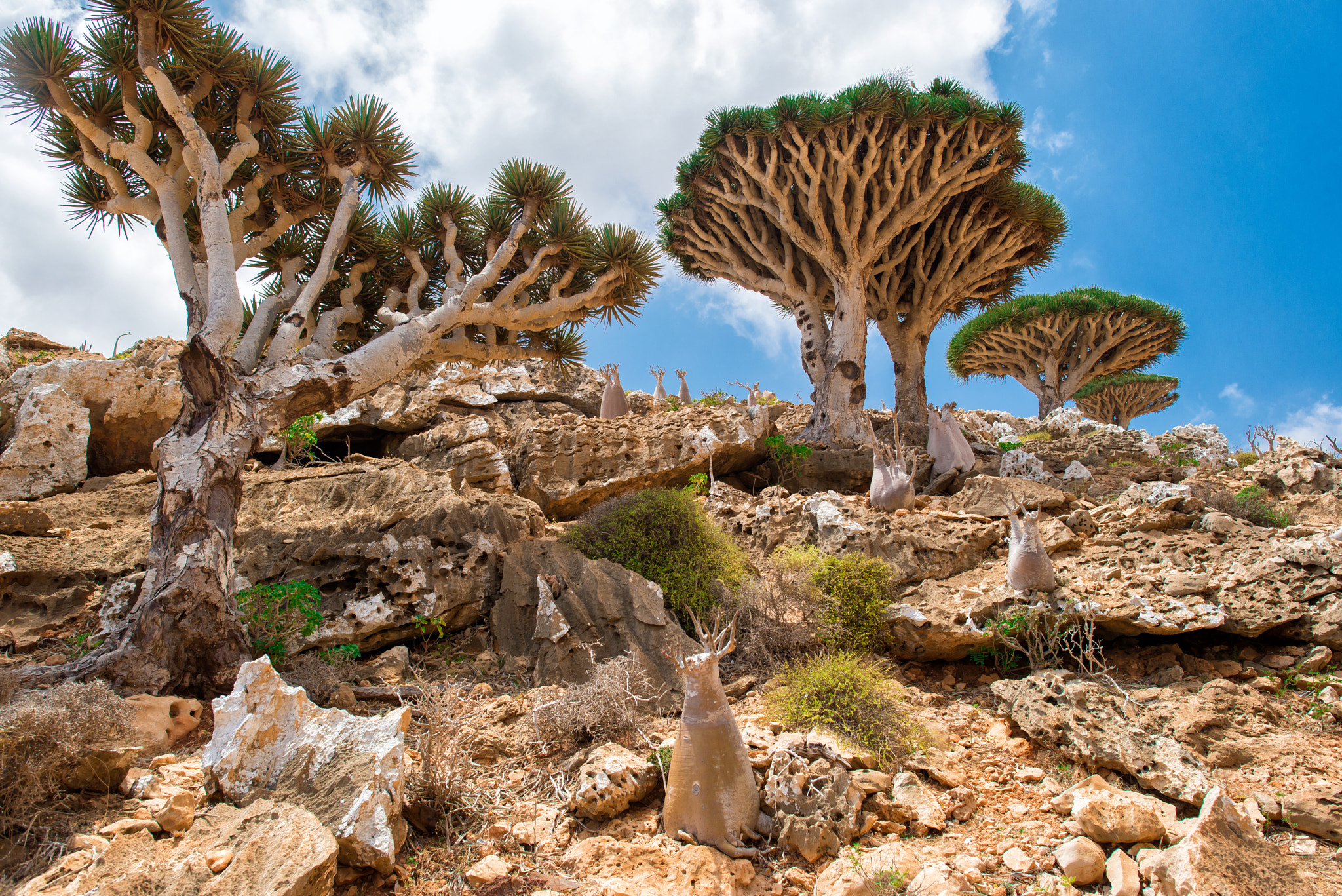 Nikon D600 + Nikon AF-S Nikkor 24mm F1.4G ED sample photo. Socotra photography