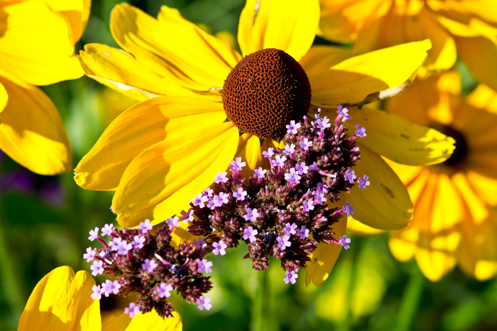 Nikon AF-S Micro-Nikkor 60mm F2.8G ED sample photo. Yellow photography