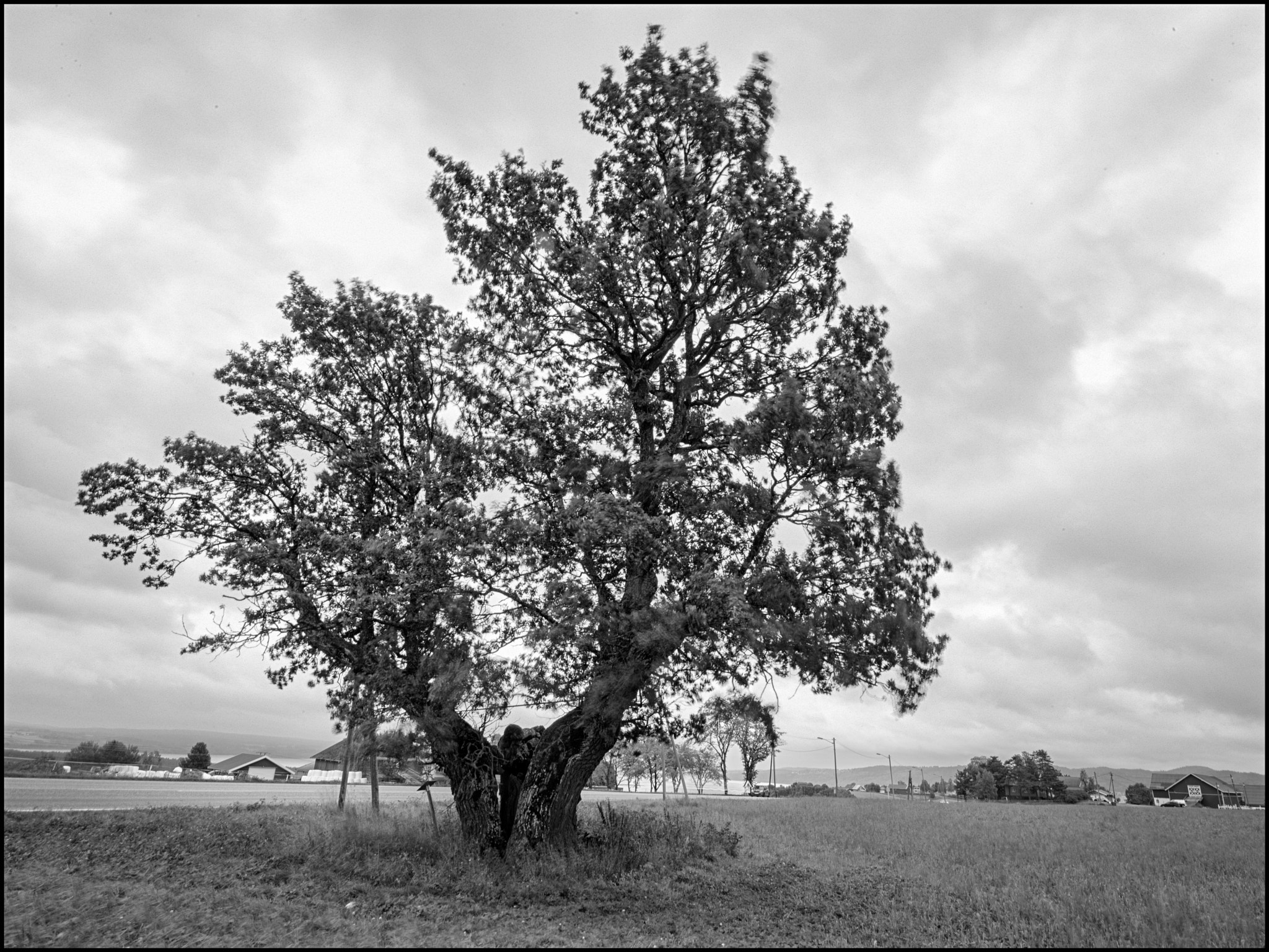 Pentax 645D sample photo. Den gamle eika photography