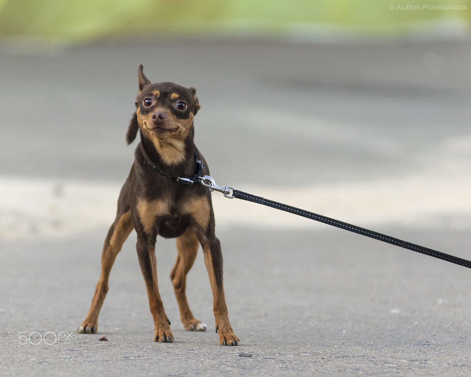 AF Zoom-Nikkor 80-200mm f/2.8 ED sample photo. Smiley photography